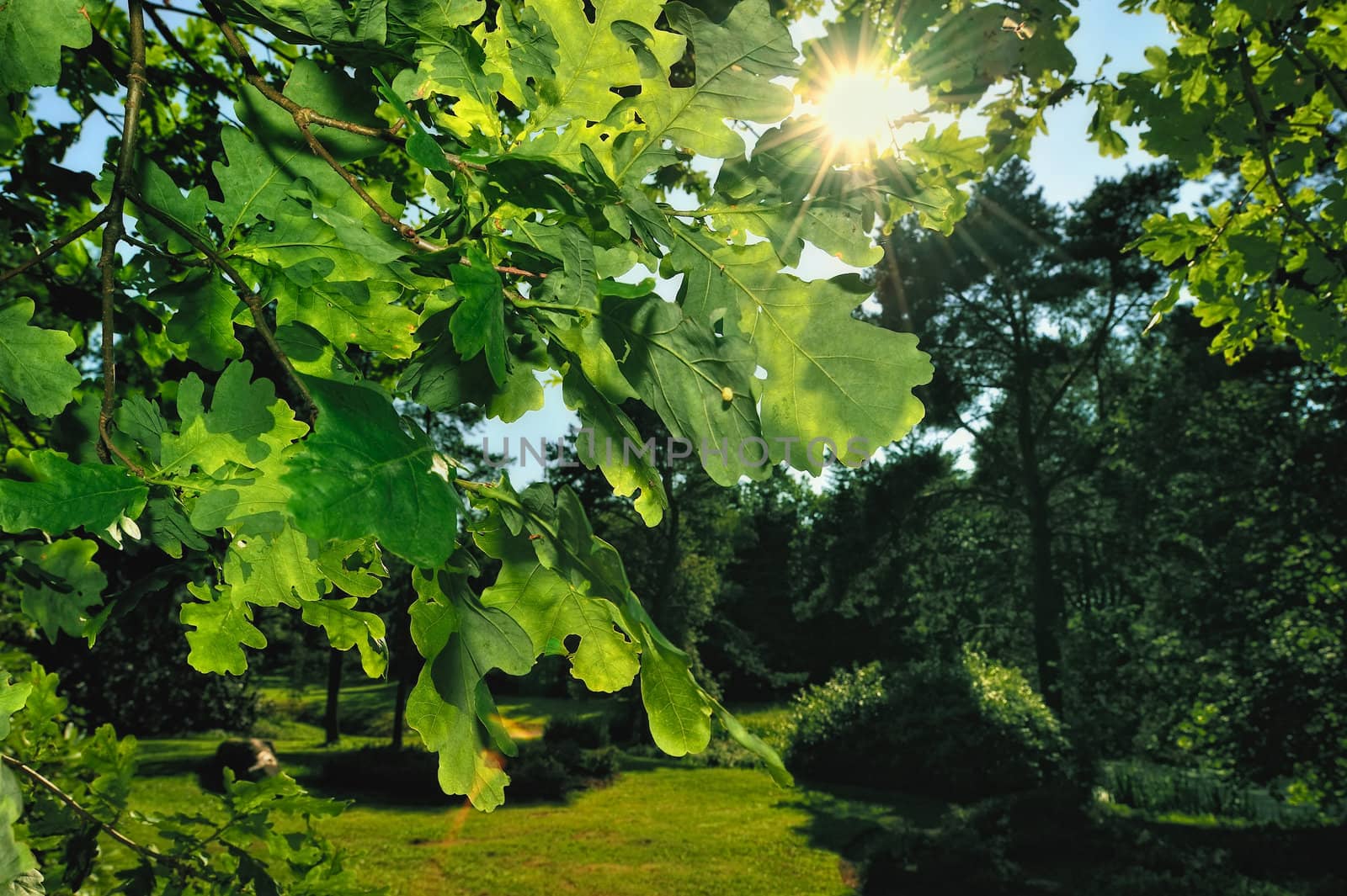 Close-up green branch of oak in the park