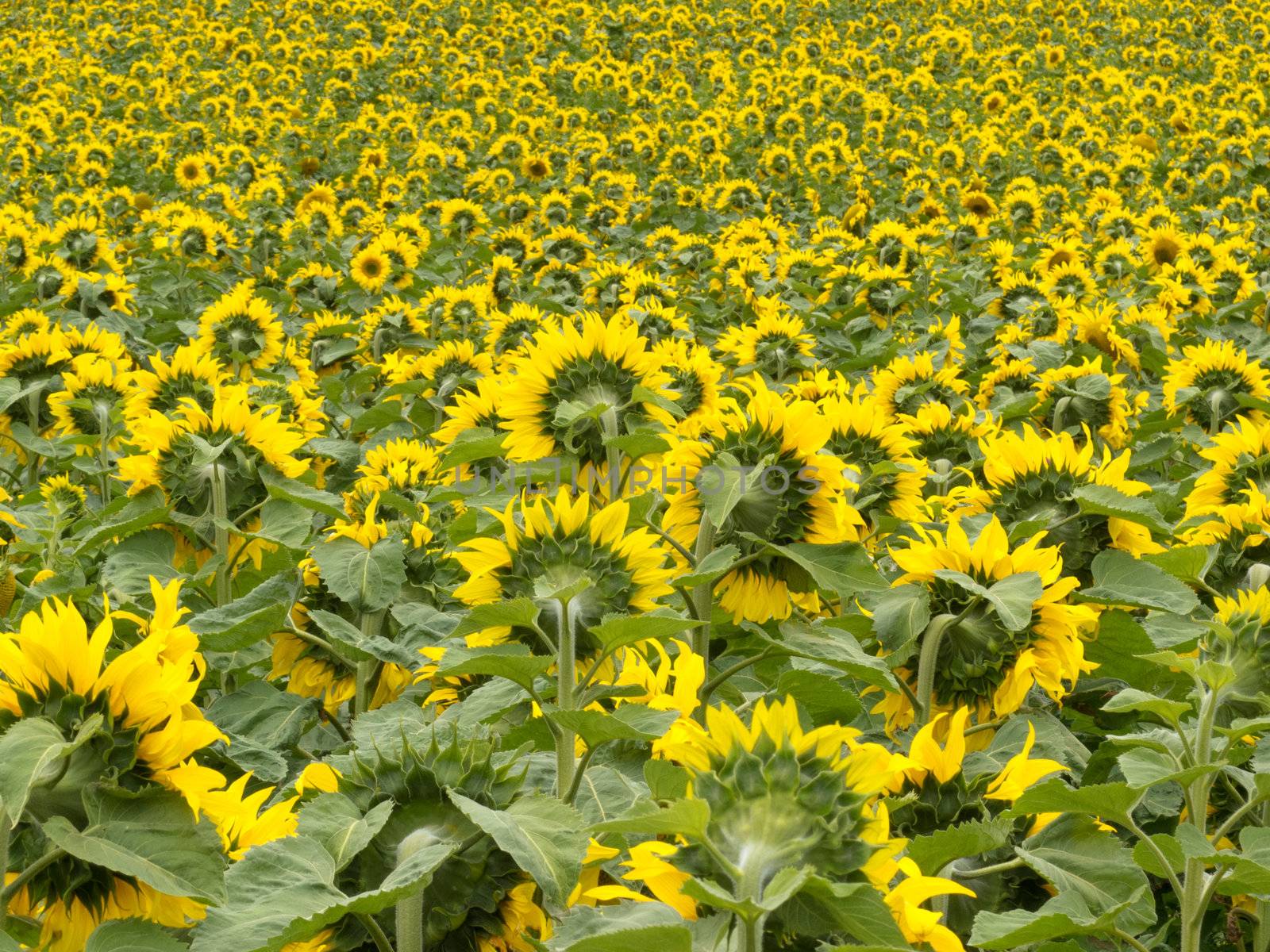 Environmental or agricultural background of a field of cheerful yellow sunflowers all pointing away from the camera