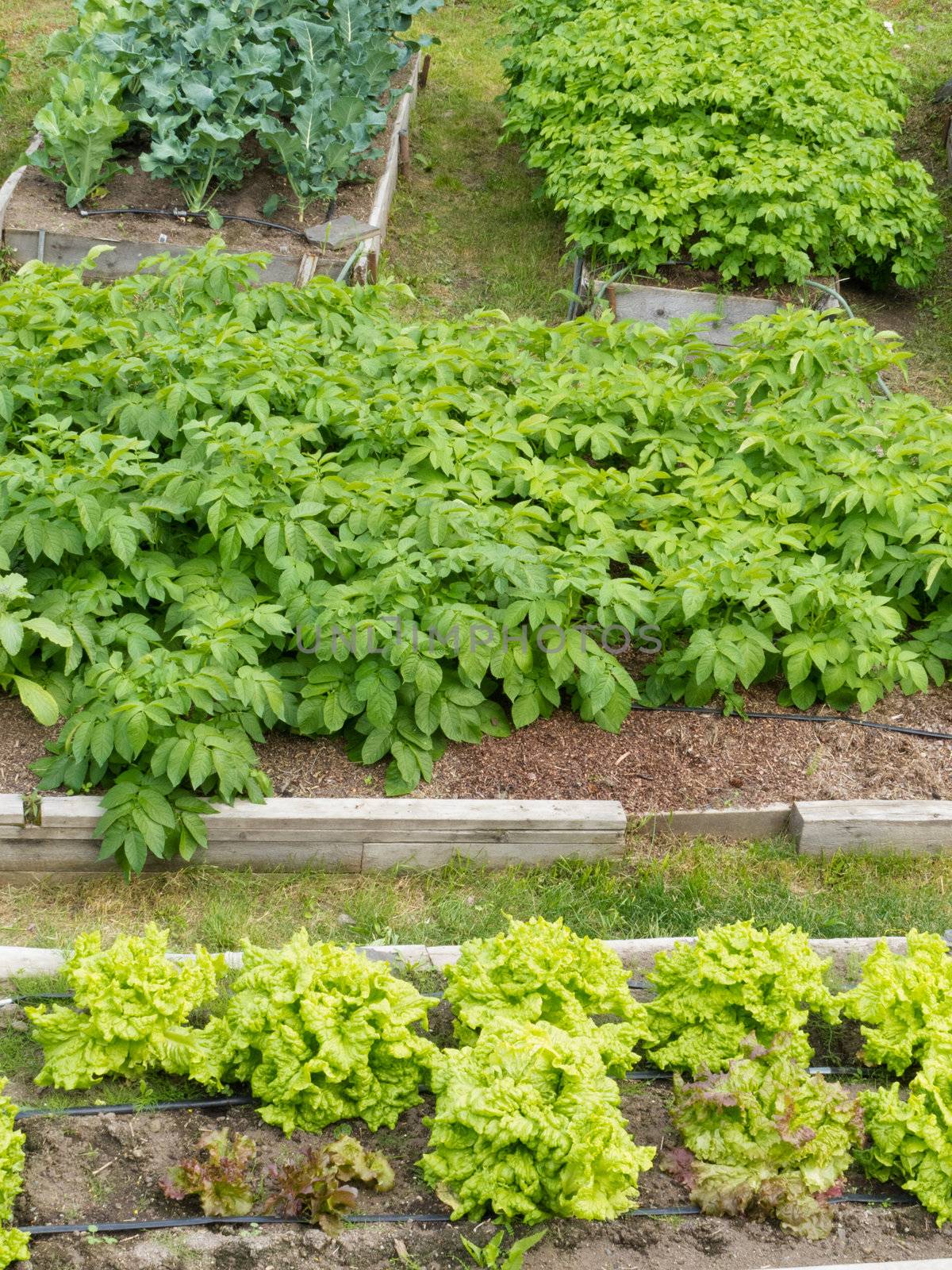 Neat raised beds of potatoes cauliflower broccoli and lettuce as assortment of different home grown fresh vegetable plants in wooden frames for easy cultivation