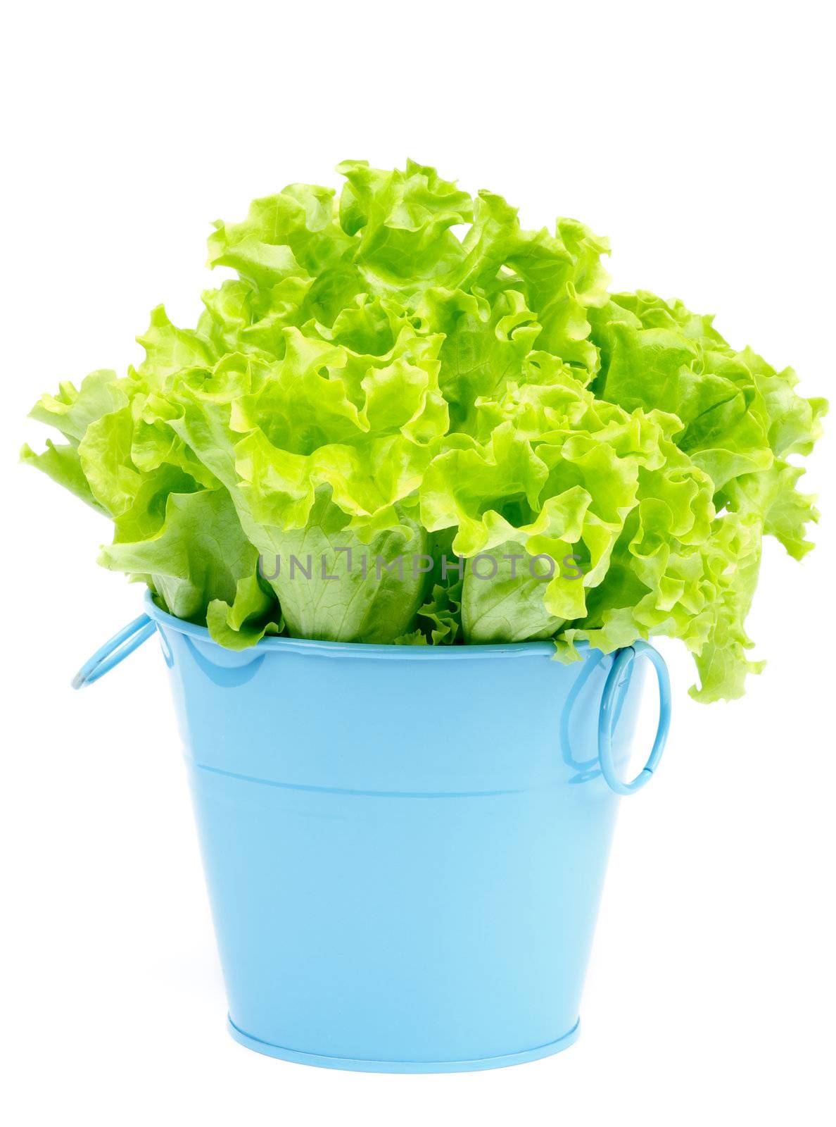 Perfect Green Lettuce Grows in Blue Pot isolated on white background