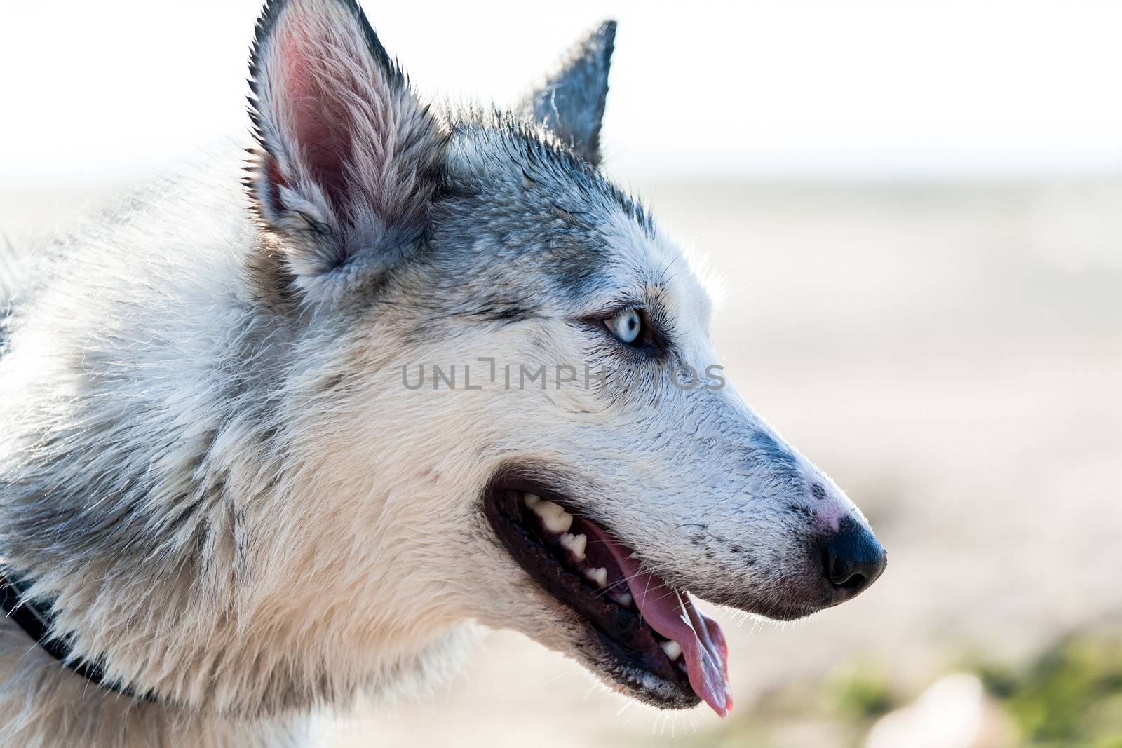 Photo of furry husky dog ion a leash