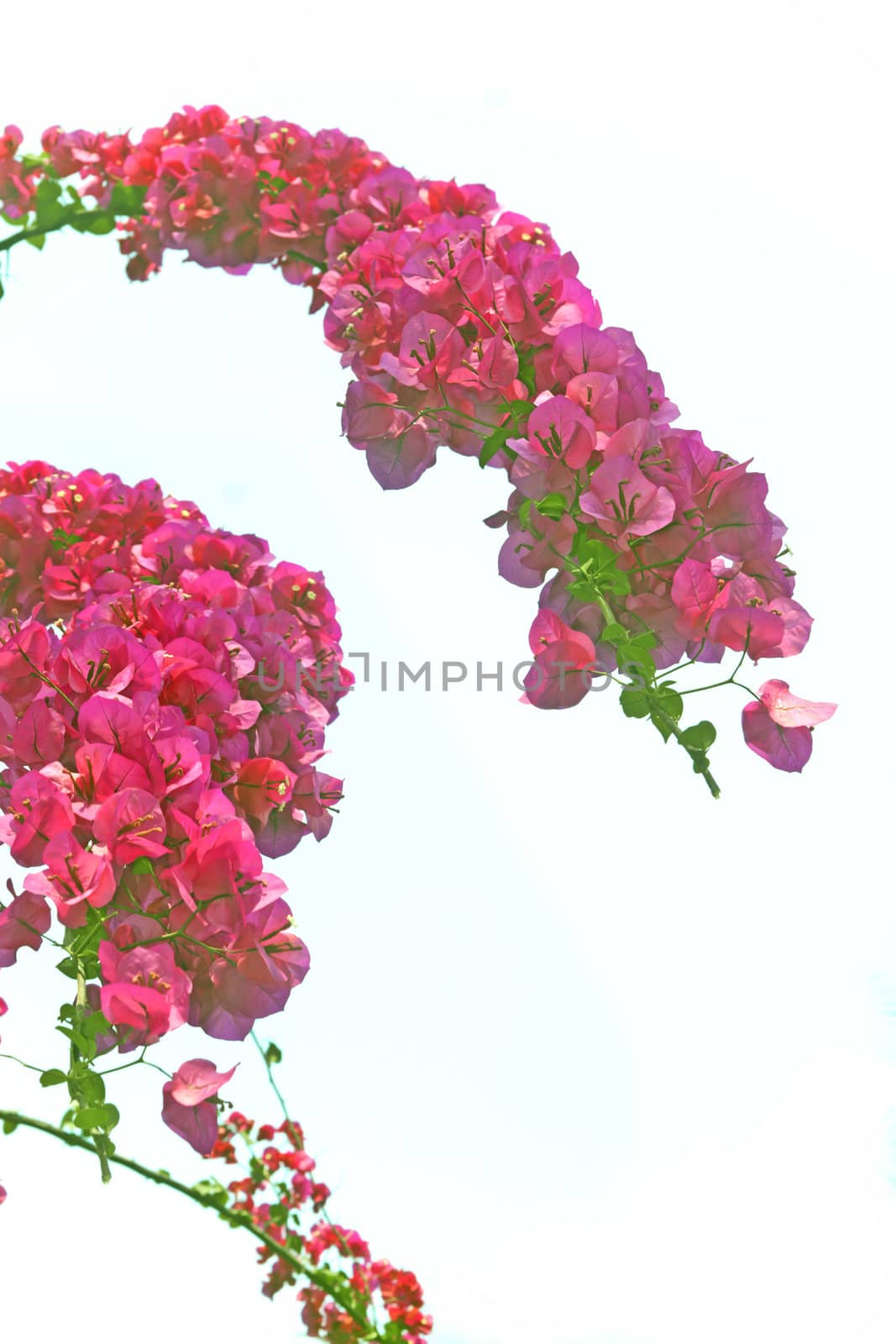 Brazil bougainvillea by xfdly5