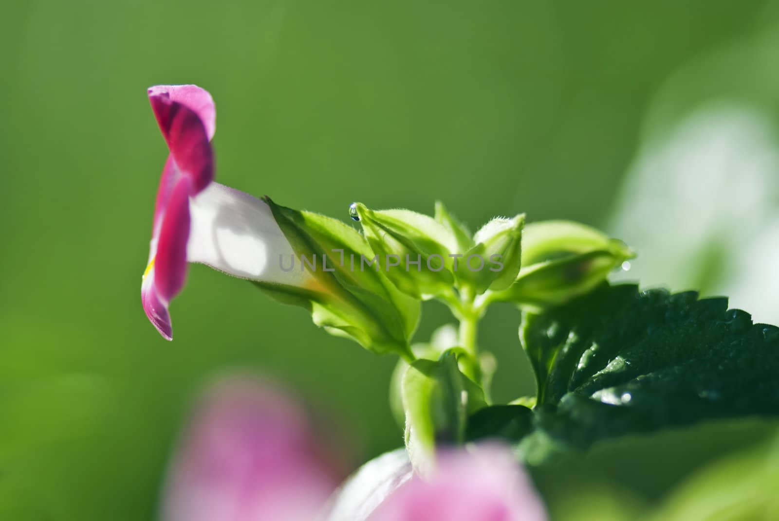 His scientific name is called Torenia fournieri