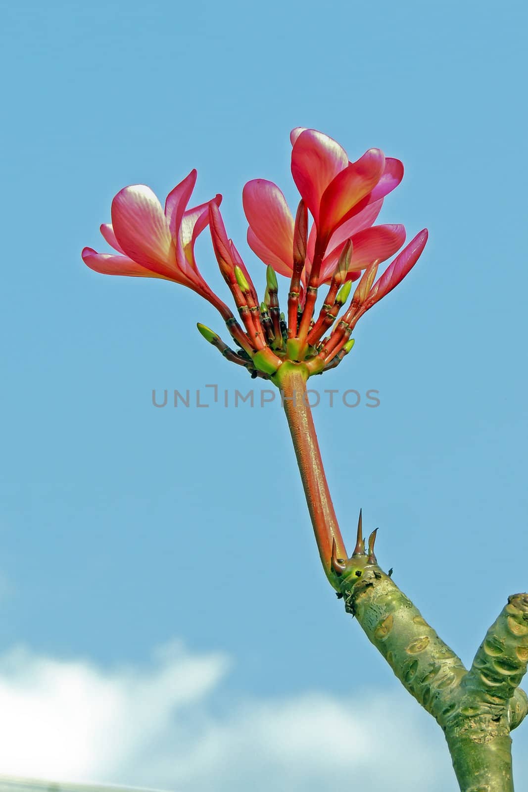 Red Frangipani flower bud by xfdly5