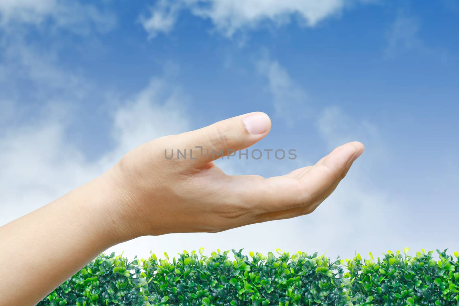 Male hand held up with blue sky and Grass.