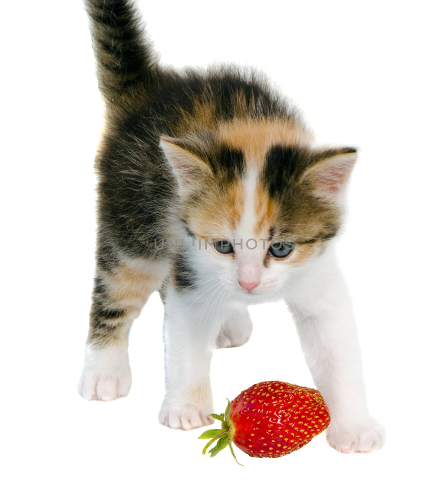 Little tabby kitten cat with blue eyes and red strawberry isolated on white background