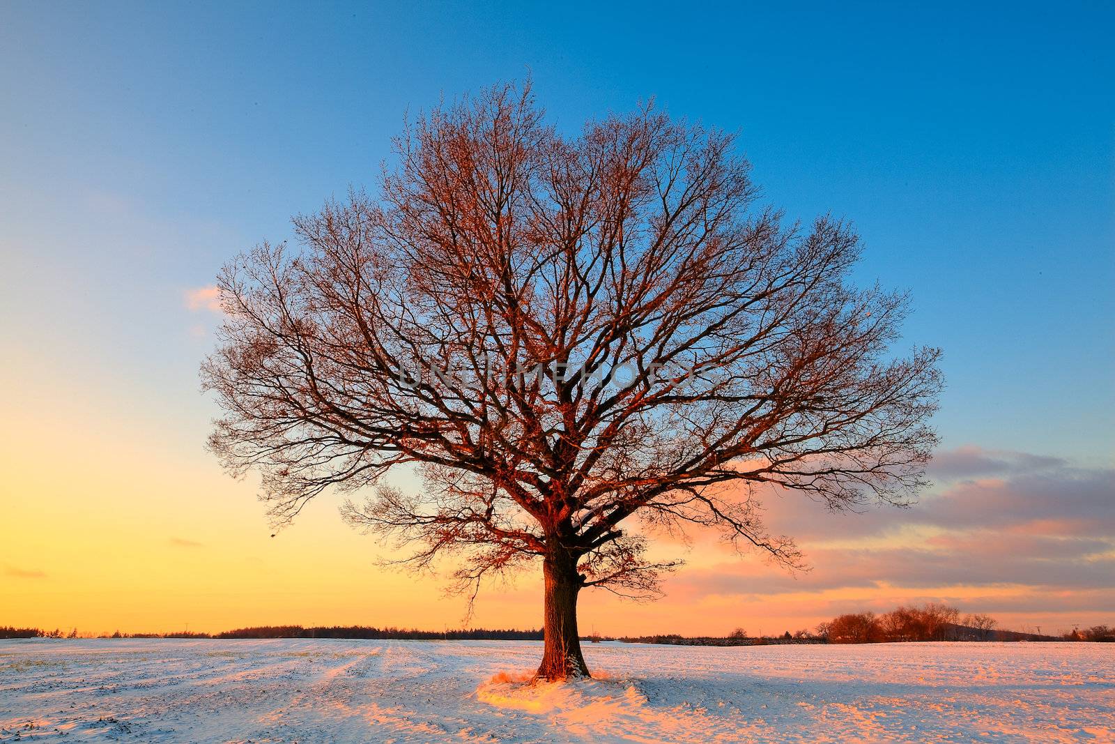 Lonely tree on the field in winter