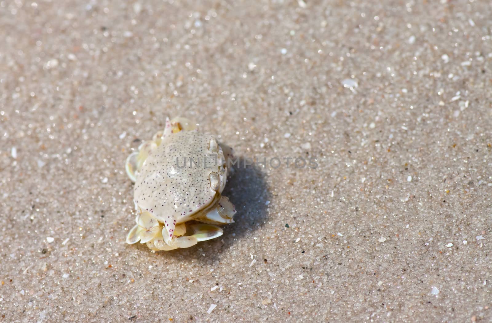 crab  on the sand