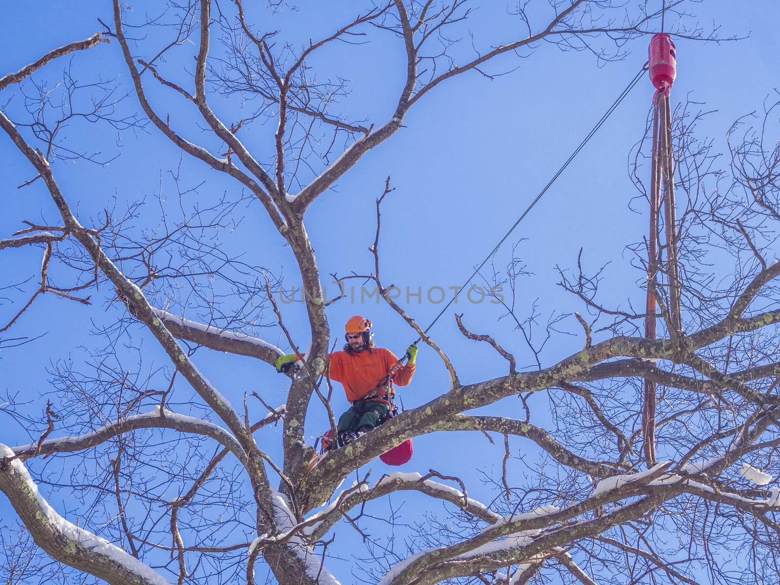 Tree cutting and pruning by f/2sumicron