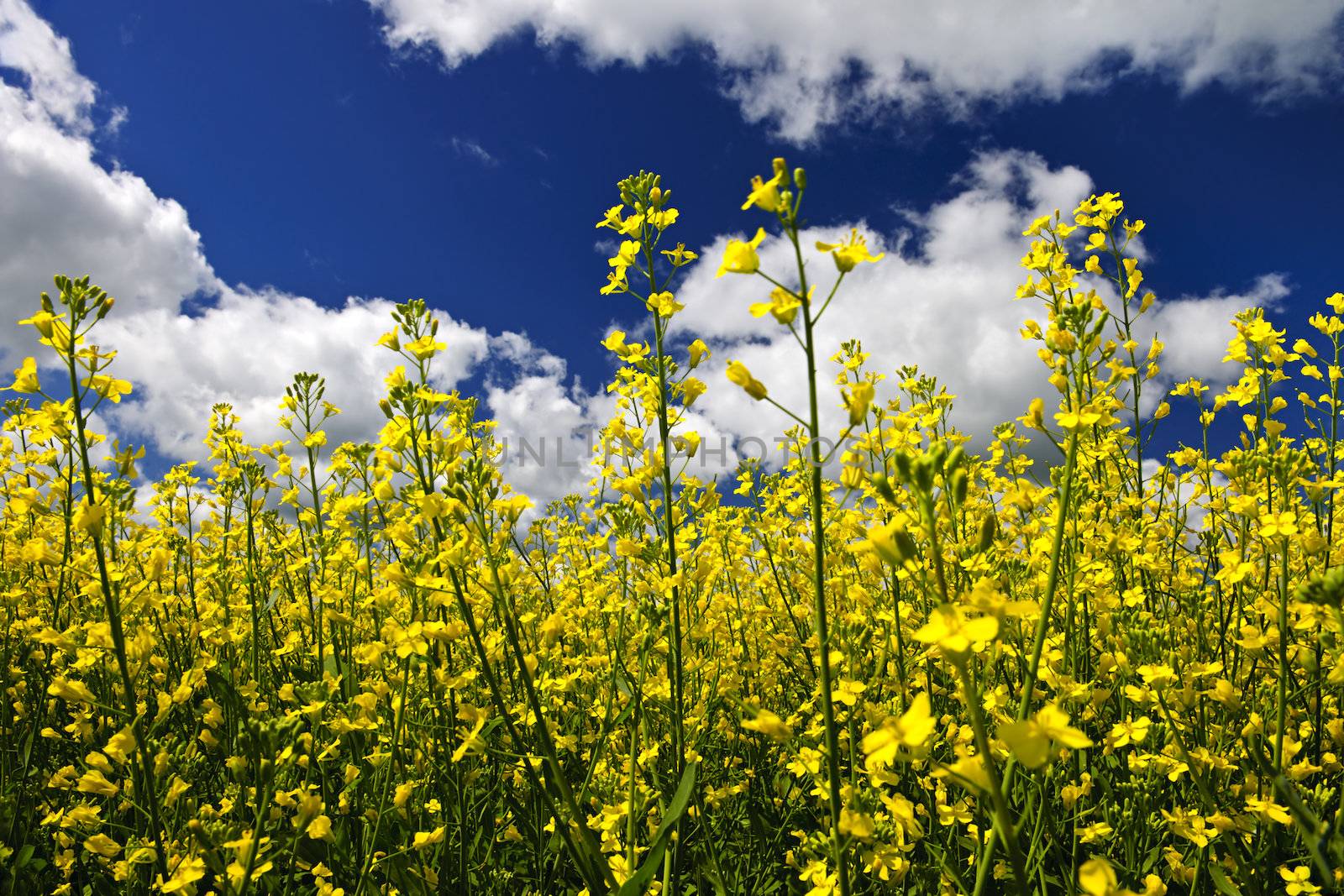 Canola or rapeseed plants growing in farm field, Manitoba, Canada