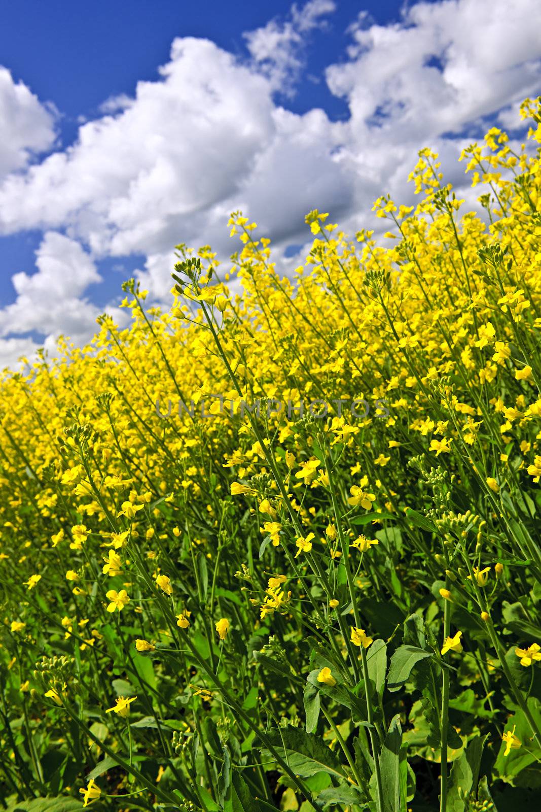 Canola or rapeseed plants growing in farm field, Manitoba, Canada