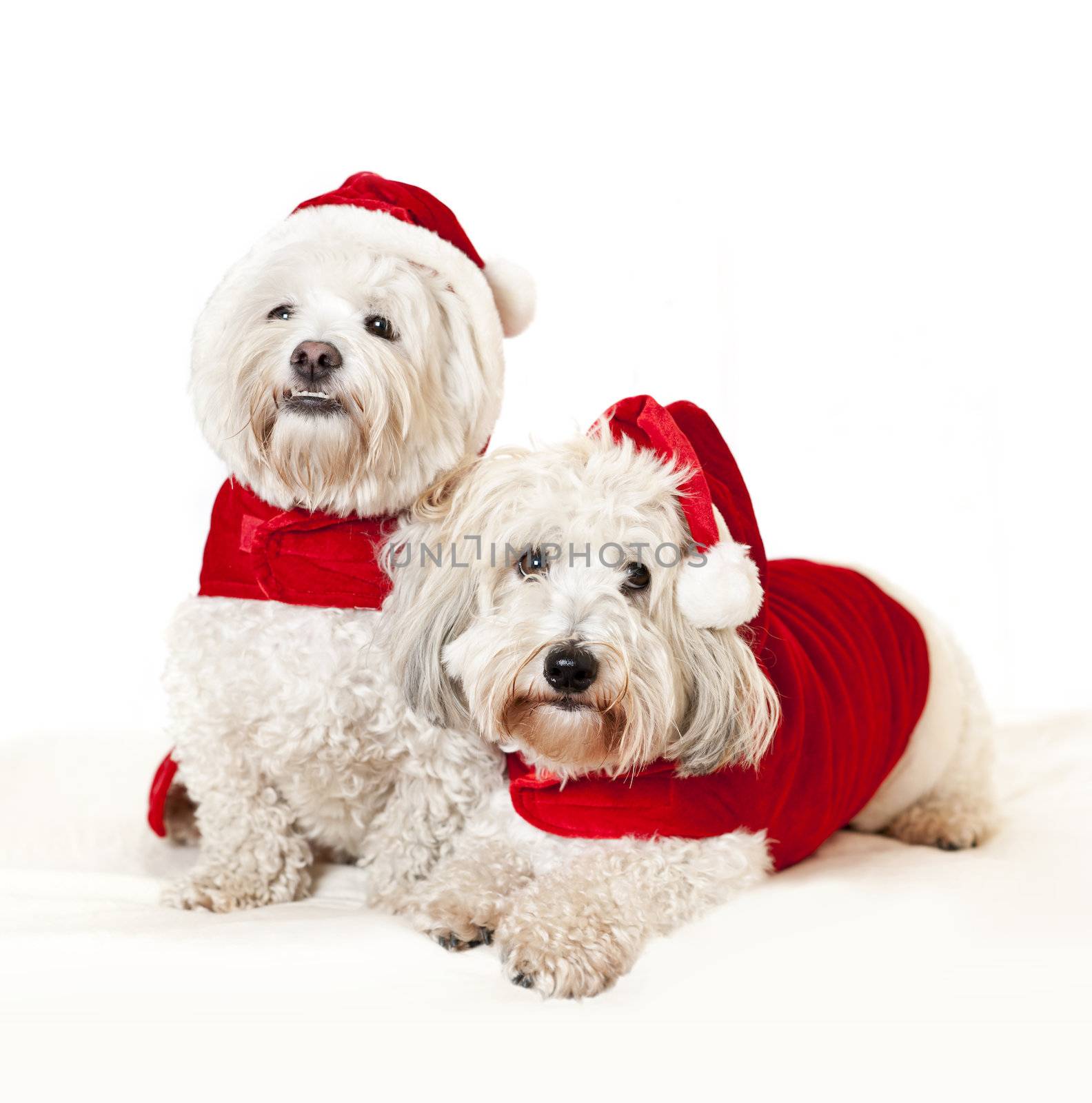 Two cute dogs in santa outfits by elenathewise