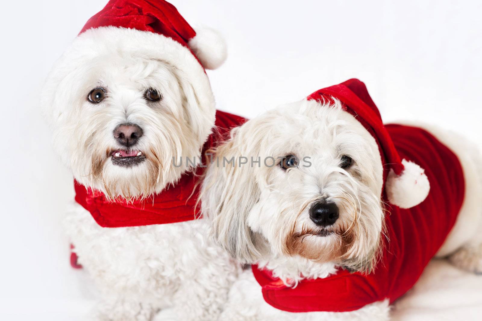 Two adorable coton de tulear dogs wearing santa costumes