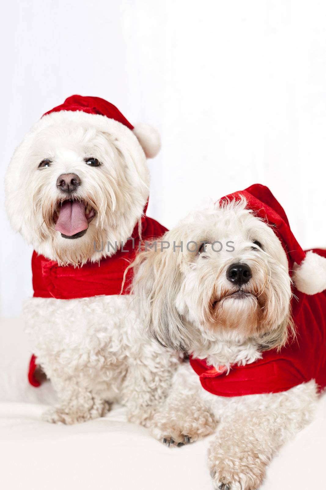 Two cute dogs in santa outfits by elenathewise