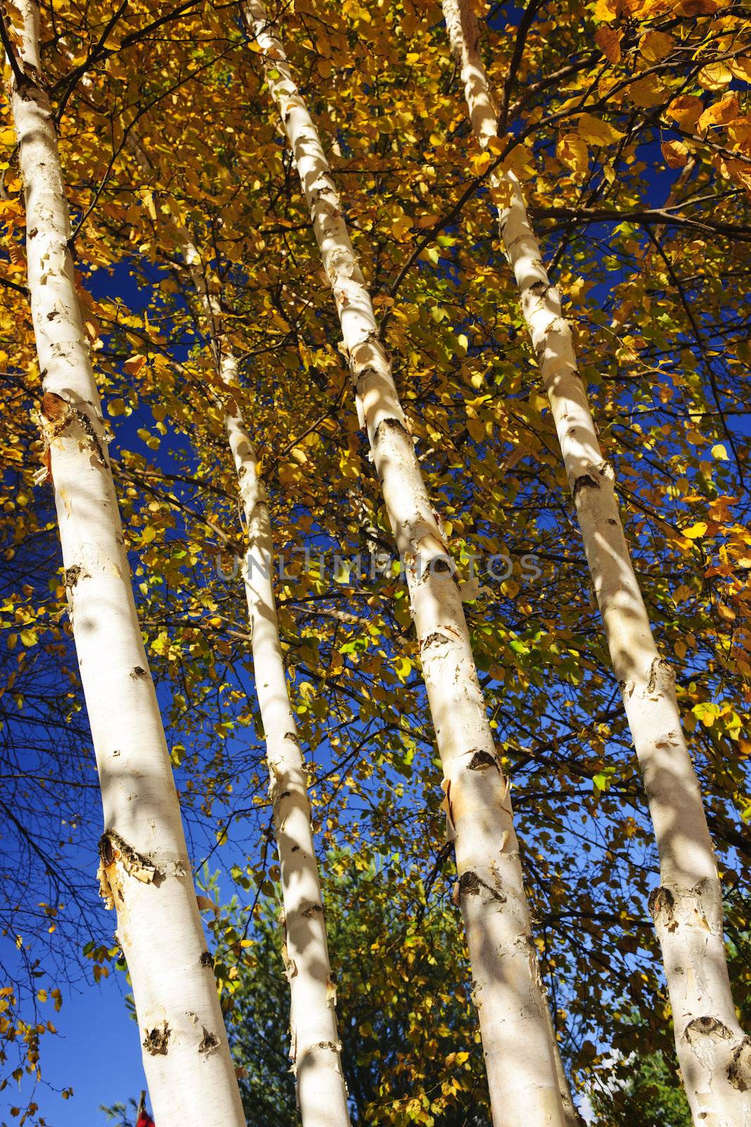 Birch tree trunks with yellow leaves in autumn forest