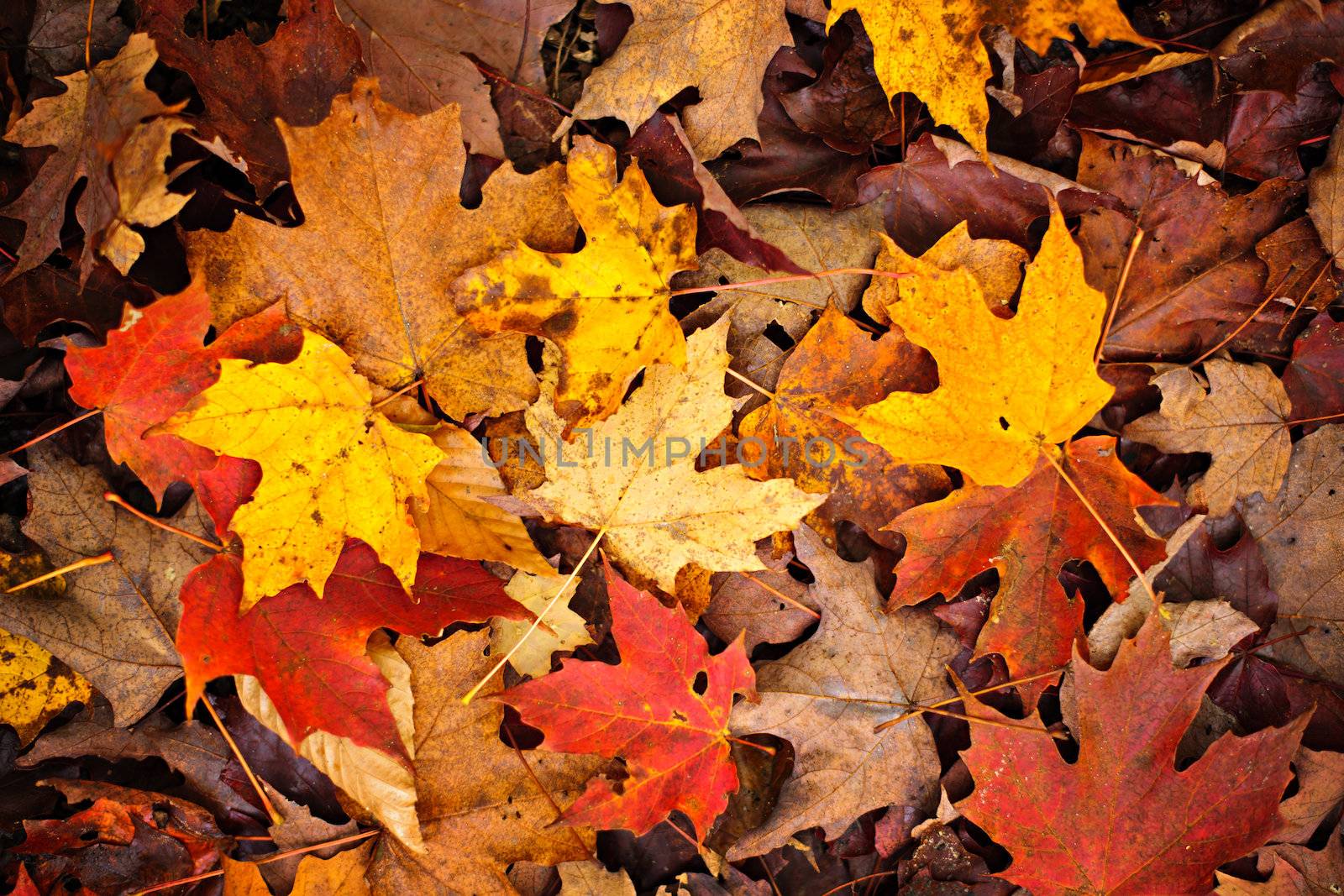 Fall leaves background by elenathewise