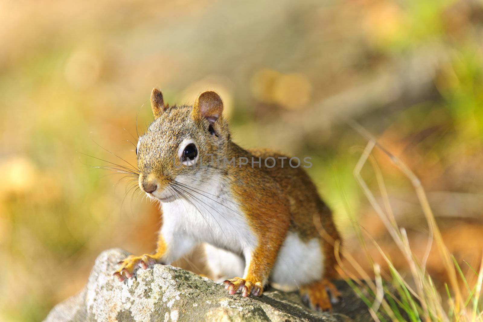 Cute red squirrel closeup by elenathewise