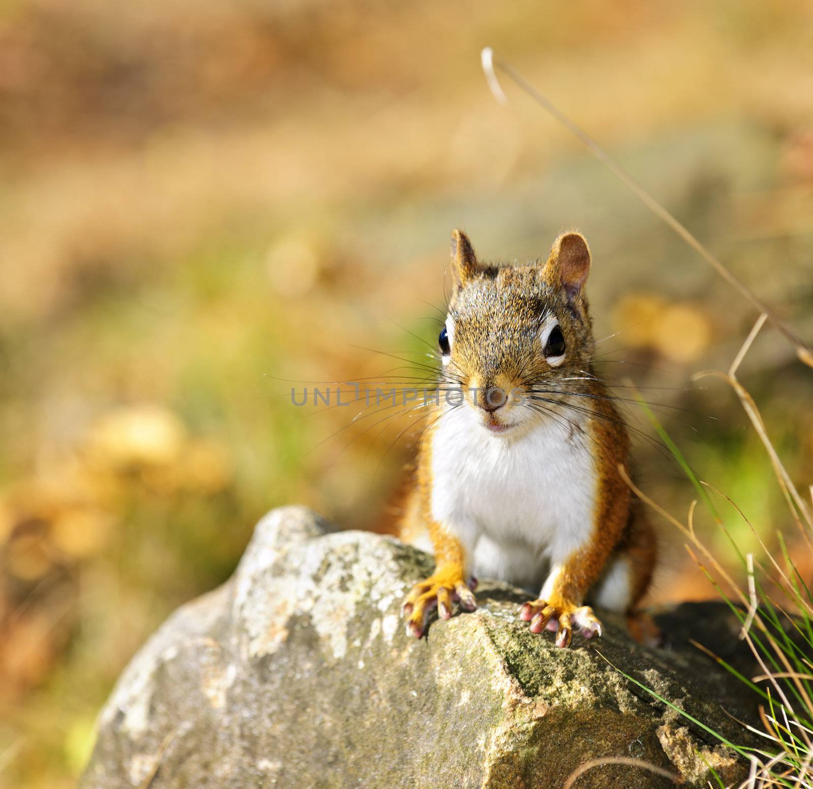 Closeup on cute red squirrel in the wild