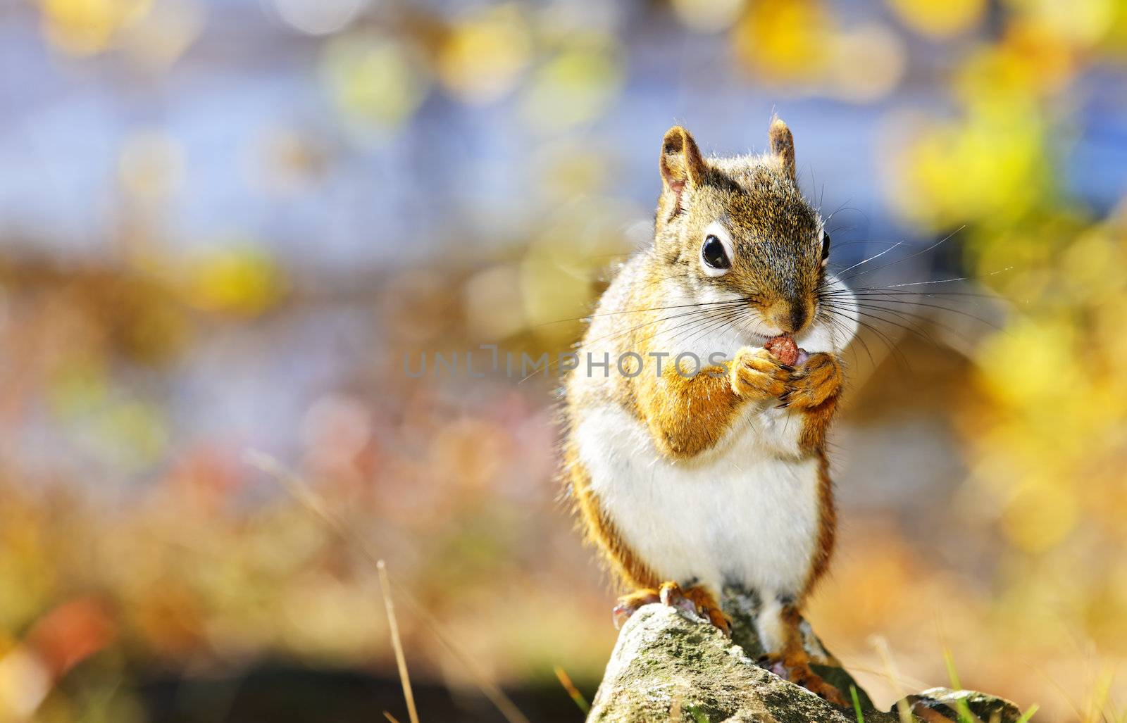 Cute red squirrel eating nut sitting on rock