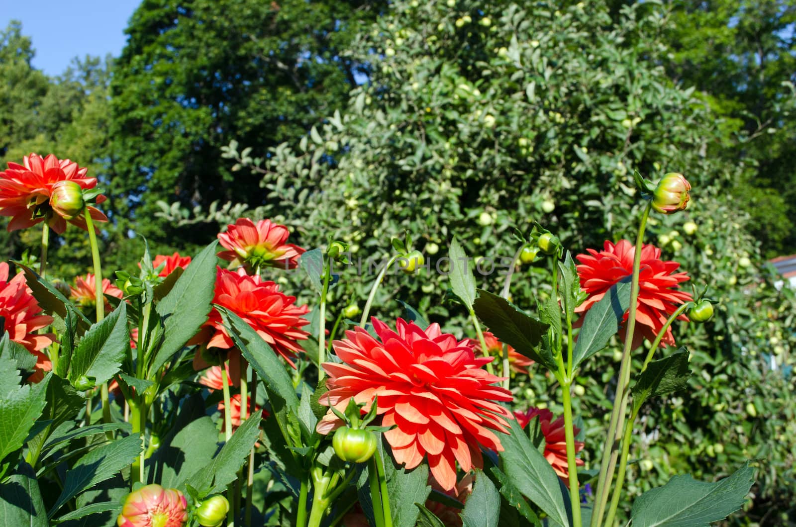 Orange dahlia flowers blooms and buds in autumn.
