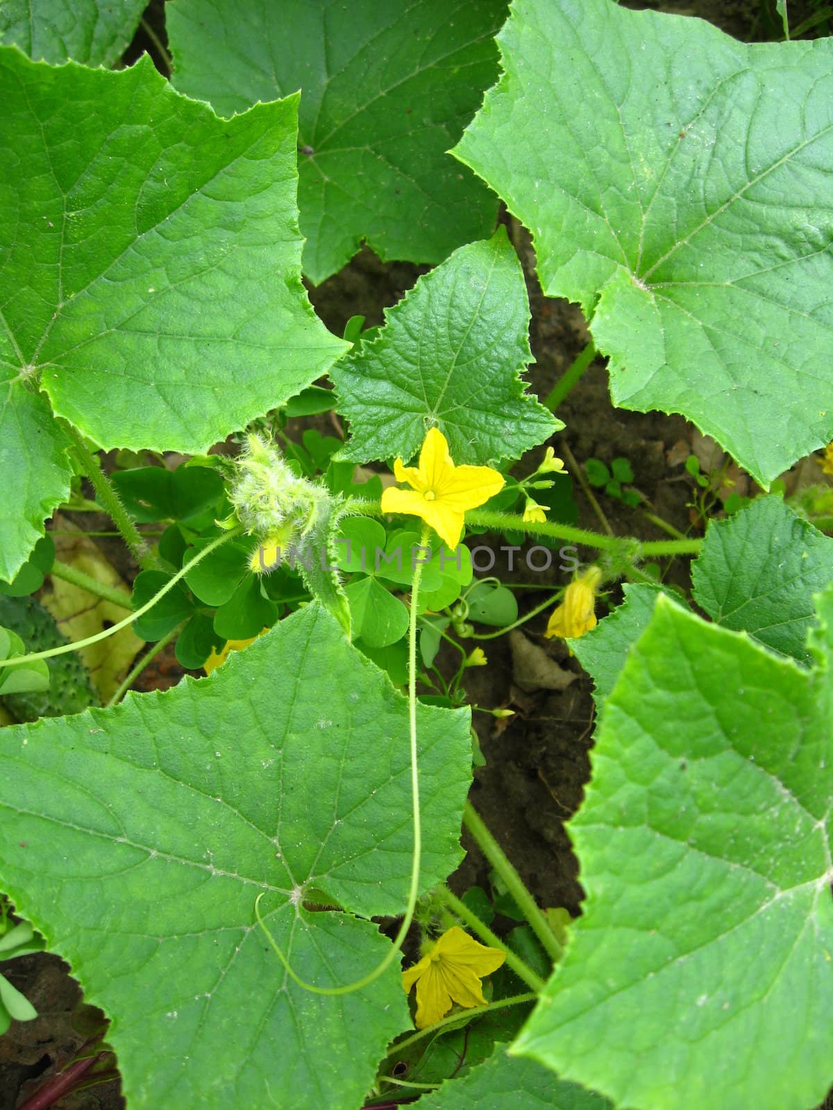 The image of flower of a cucumber with leaves
