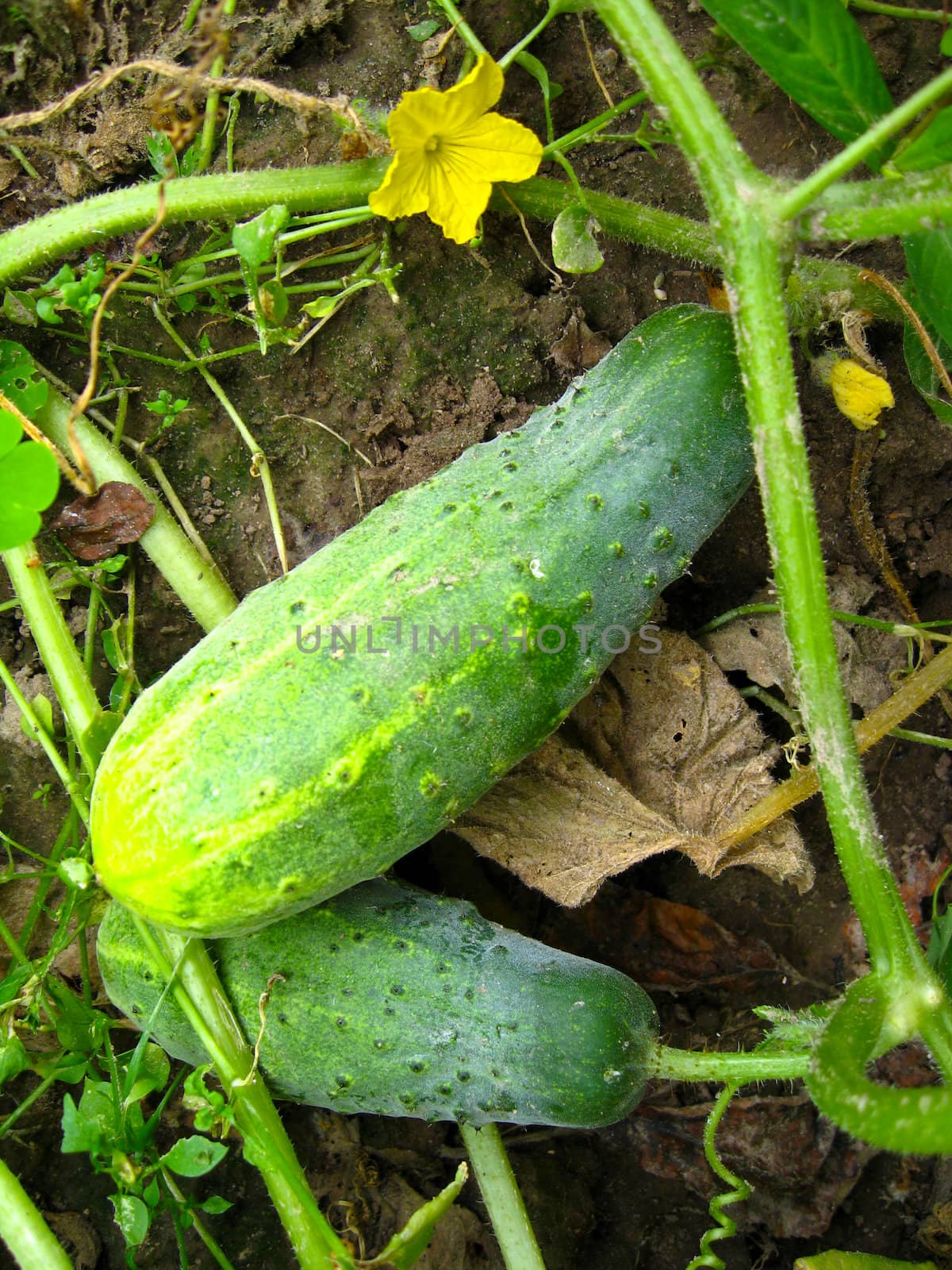 The image of fruits of a cucumber on a bed