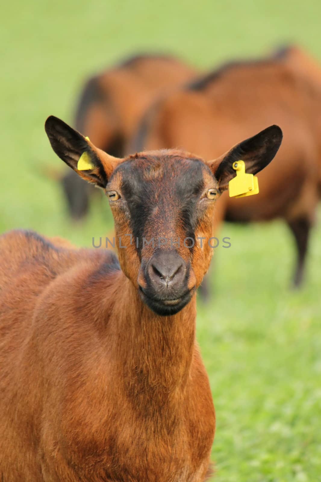 Portrait of a brown goat in front of other in the background, in a green grass meadow