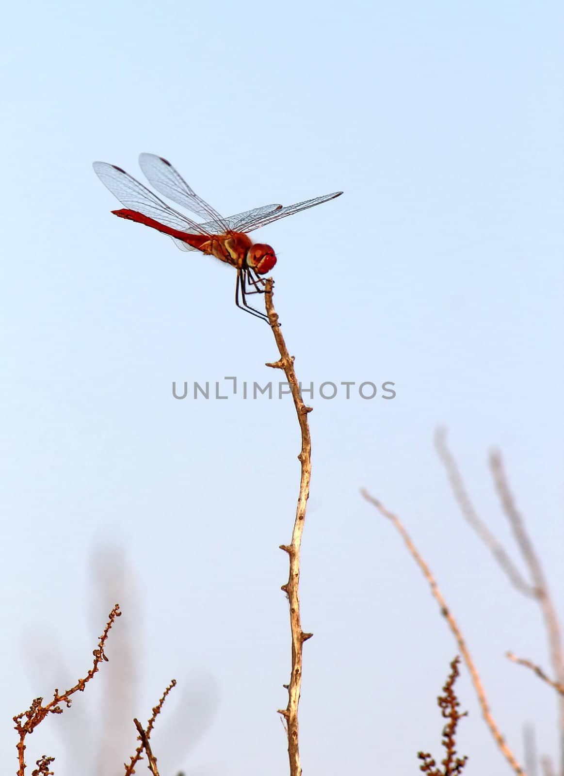 Scarlet dragonfly, Camargue, France by Elenaphotos21