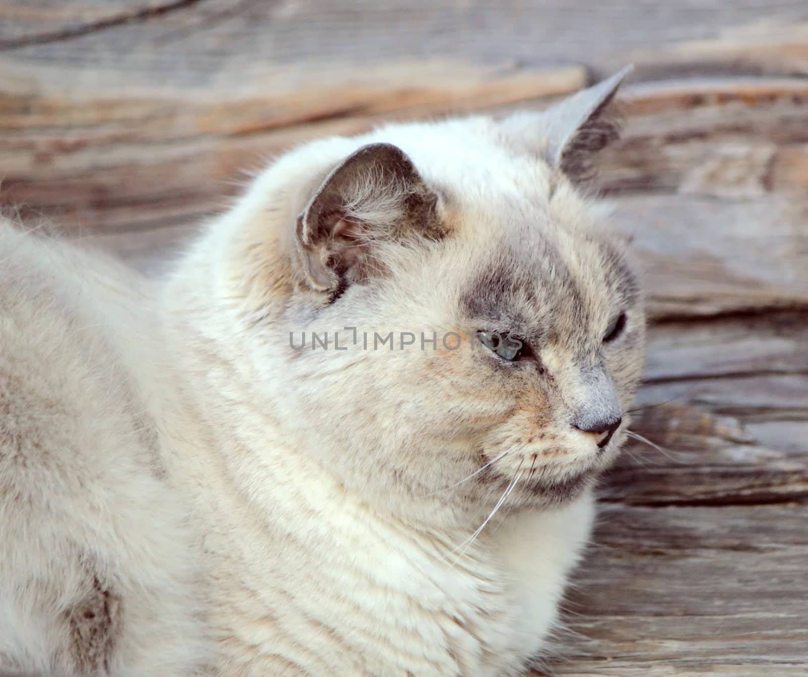 Peaceful ragdoll cat lying on a wood bench