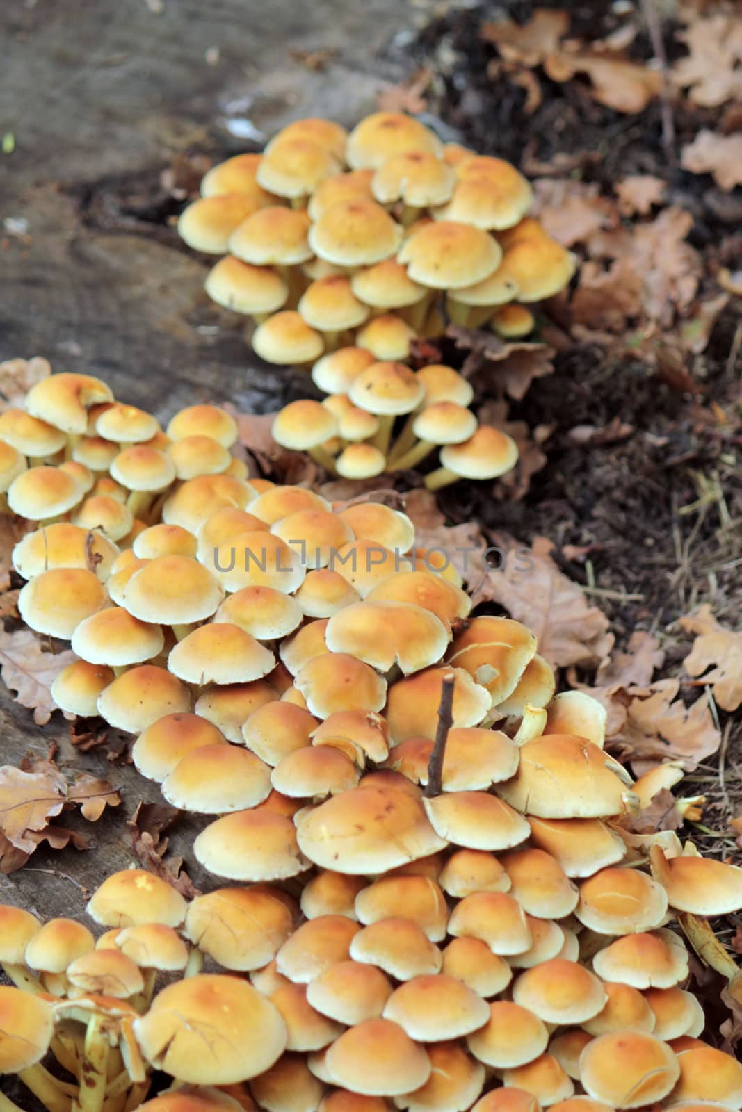 Many sulphur tuft - hypholoma fasciculare mushrooms on a trunk in autumn
