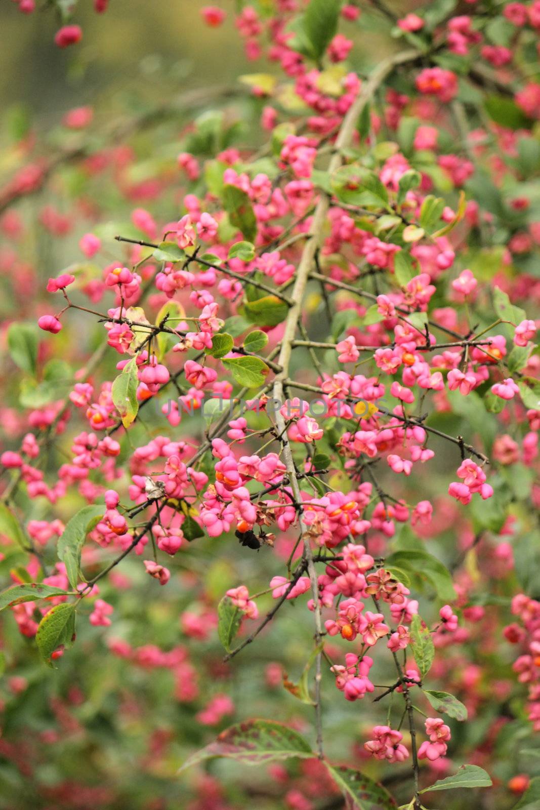 Spindle tree (euonymus europaeus) by Elenaphotos21