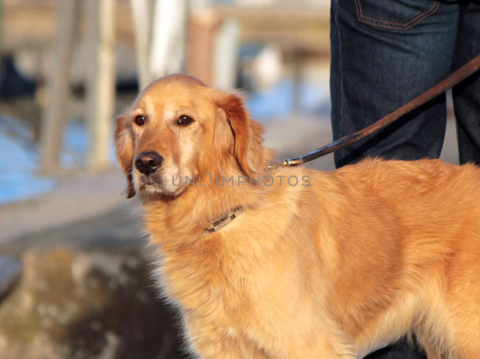 Beautiful golden retreiver labrador standing proudly next to his master