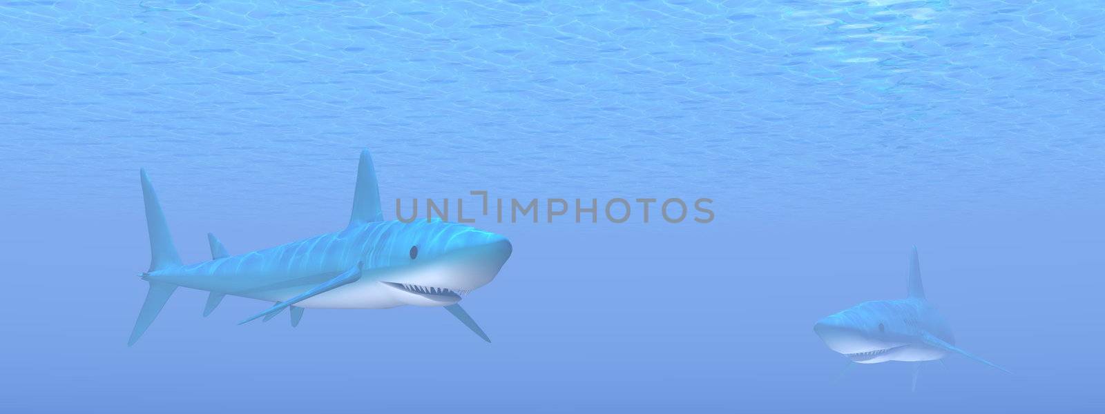 Two big blue shark swimming quietly underwater