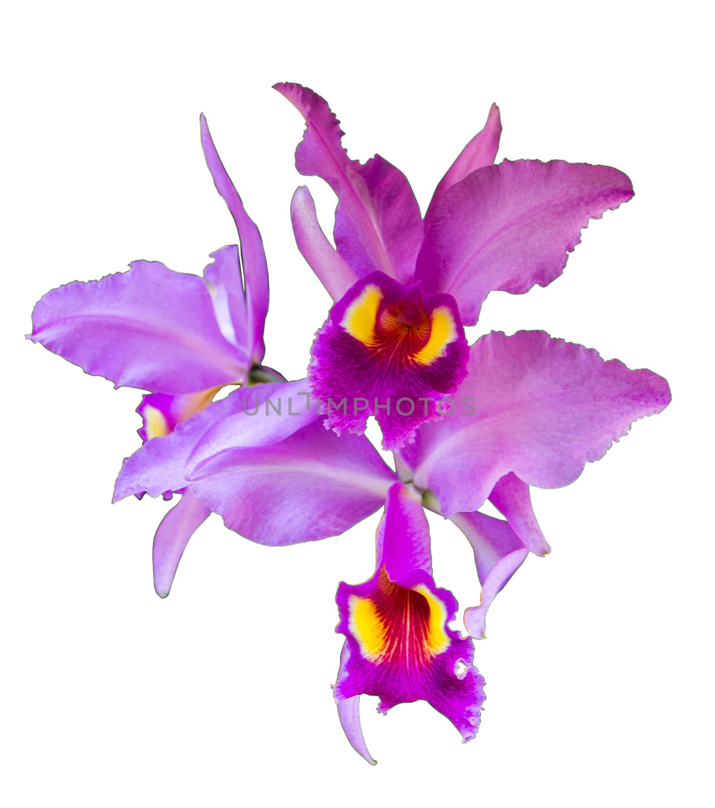Orchid on isolate by bunwit