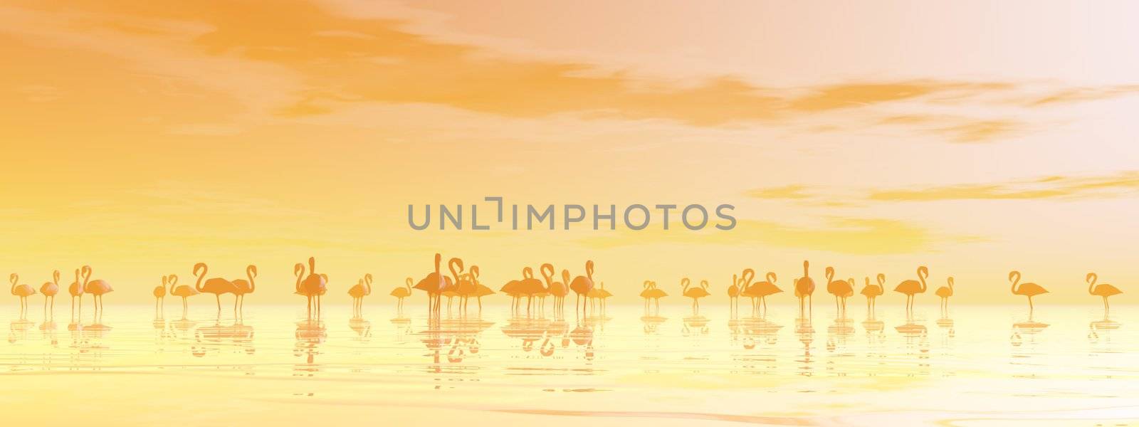 Flock of flamingos standing peacefully in the water by orange sunset