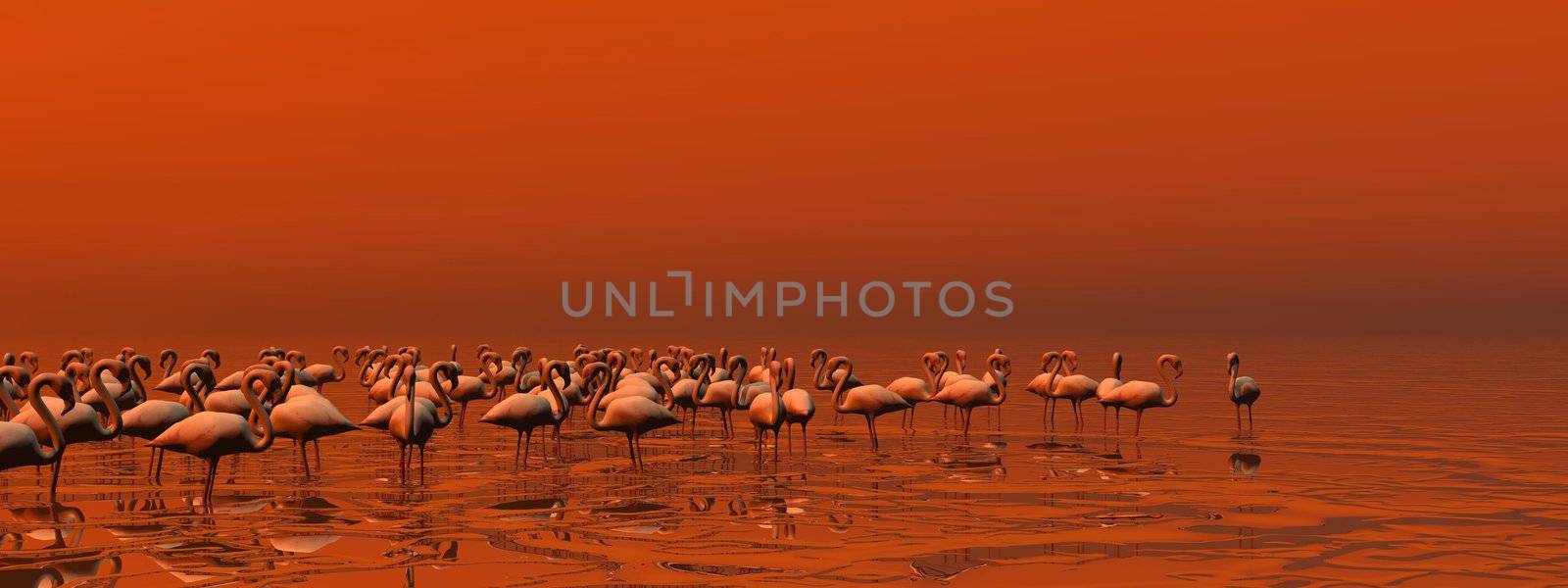 Flock of flamingos standing peacefully in the water by red sunset