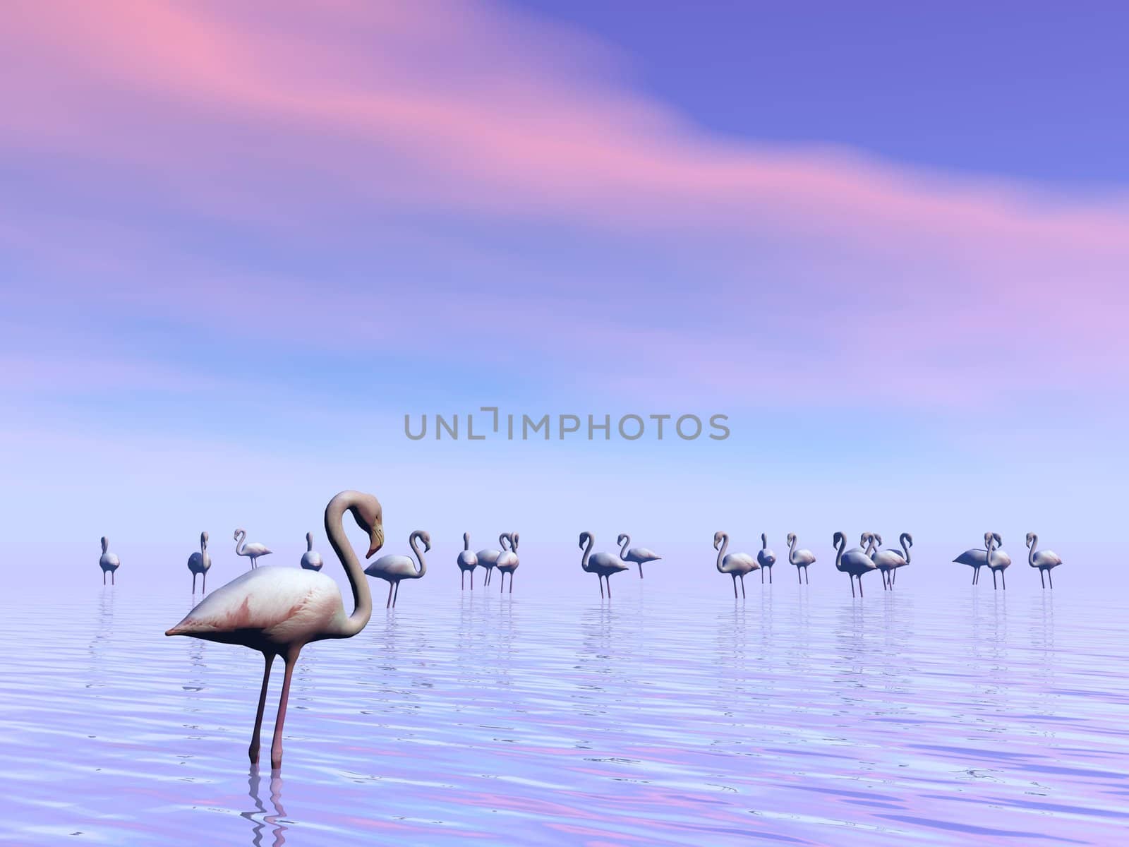 Flock of flamingos standing peacefully in the water by sunset