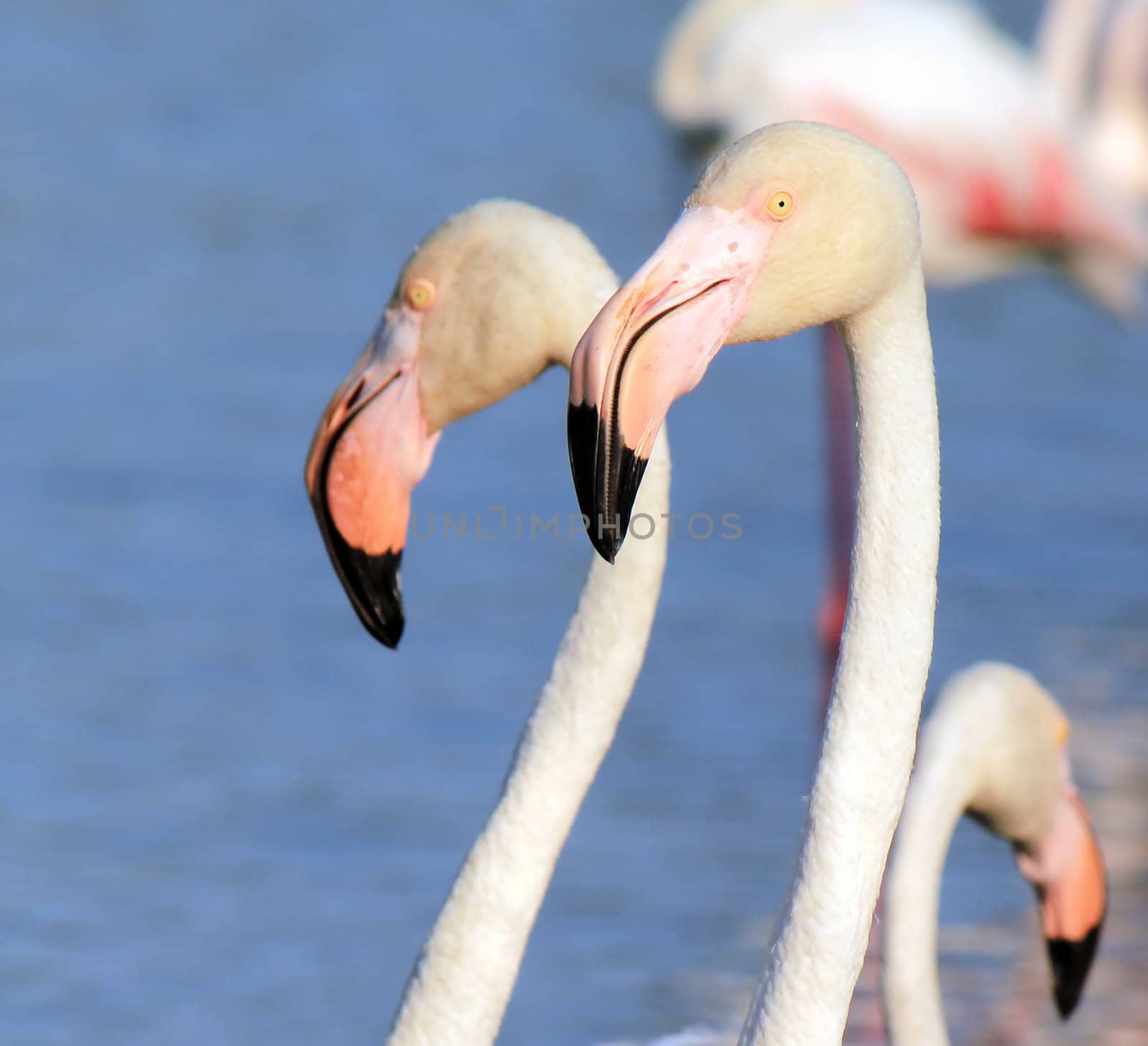 Close up of white flamingo head