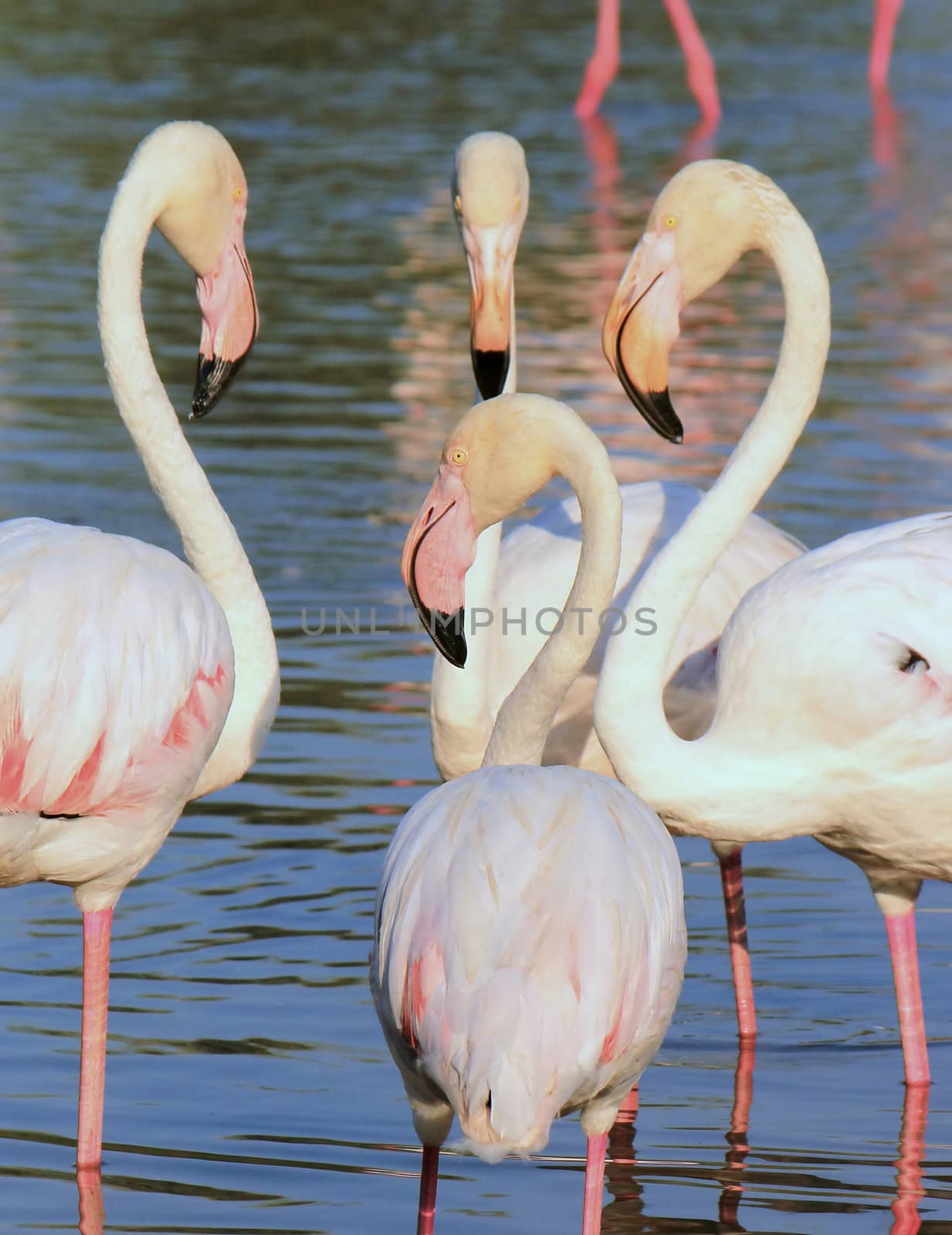 Close up of white flamingos in the water by sunset
