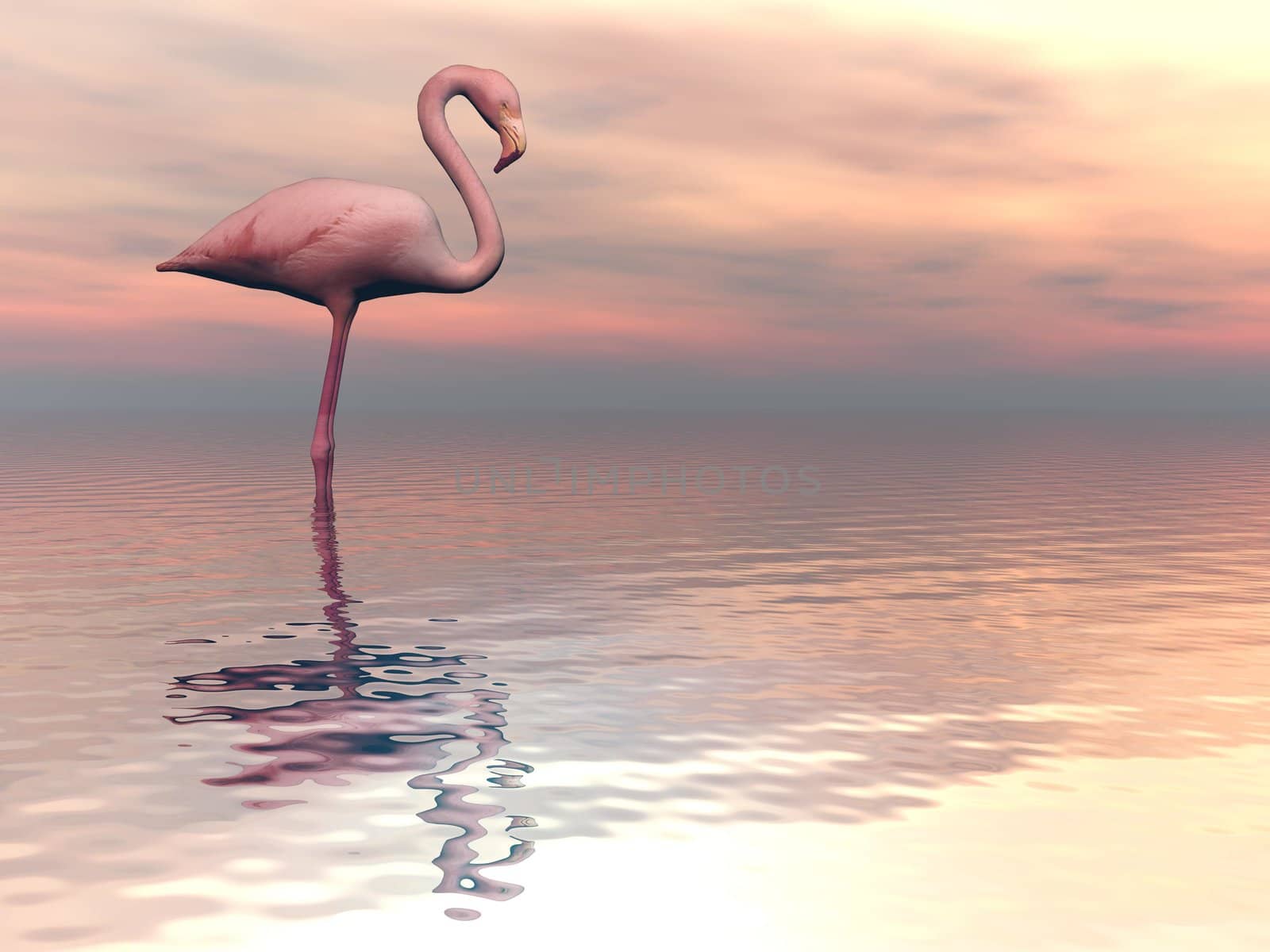 One flamingo standing peacefully alone in the water by cloudy sunset