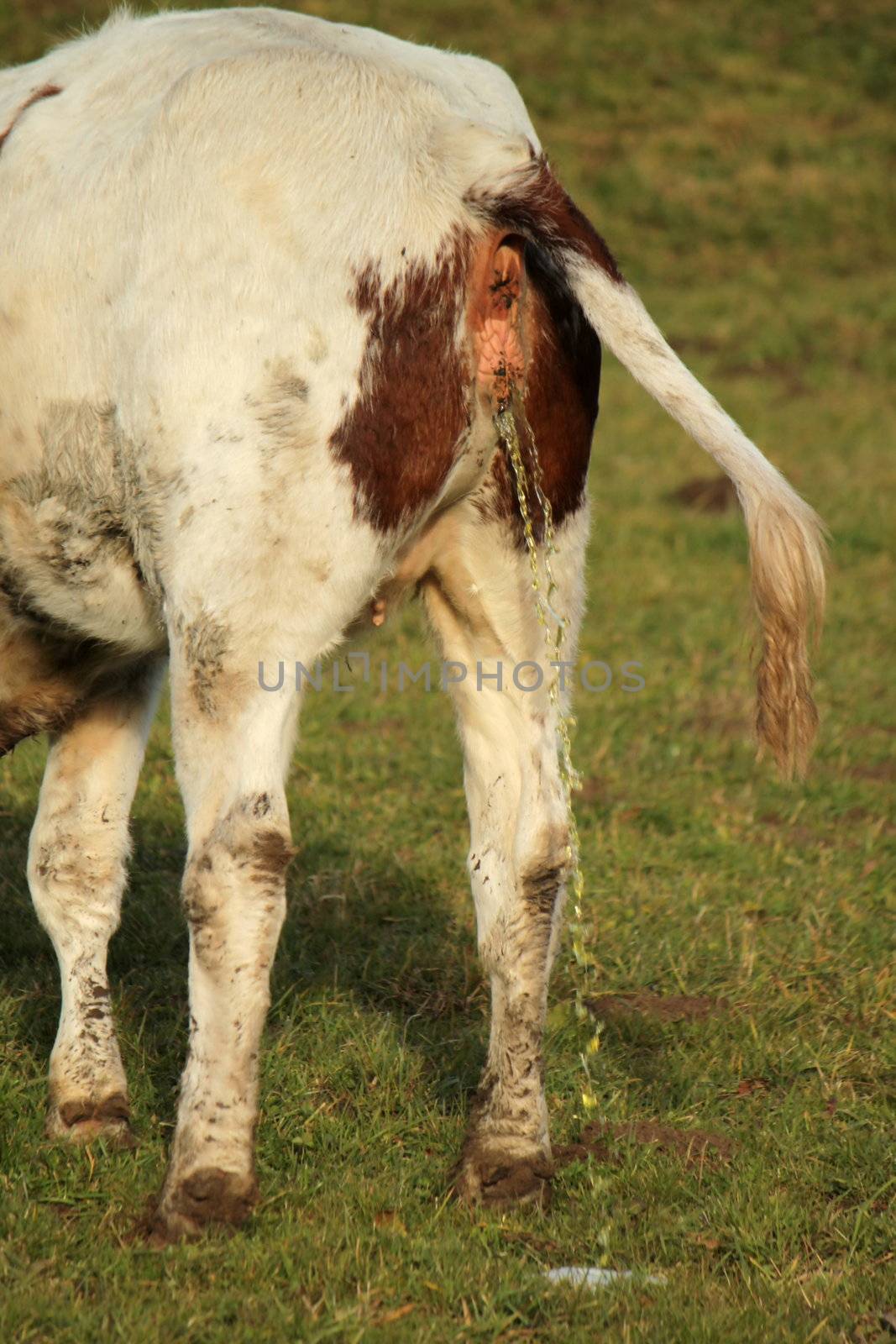 Back of a white and brown cow peeing in the meadow