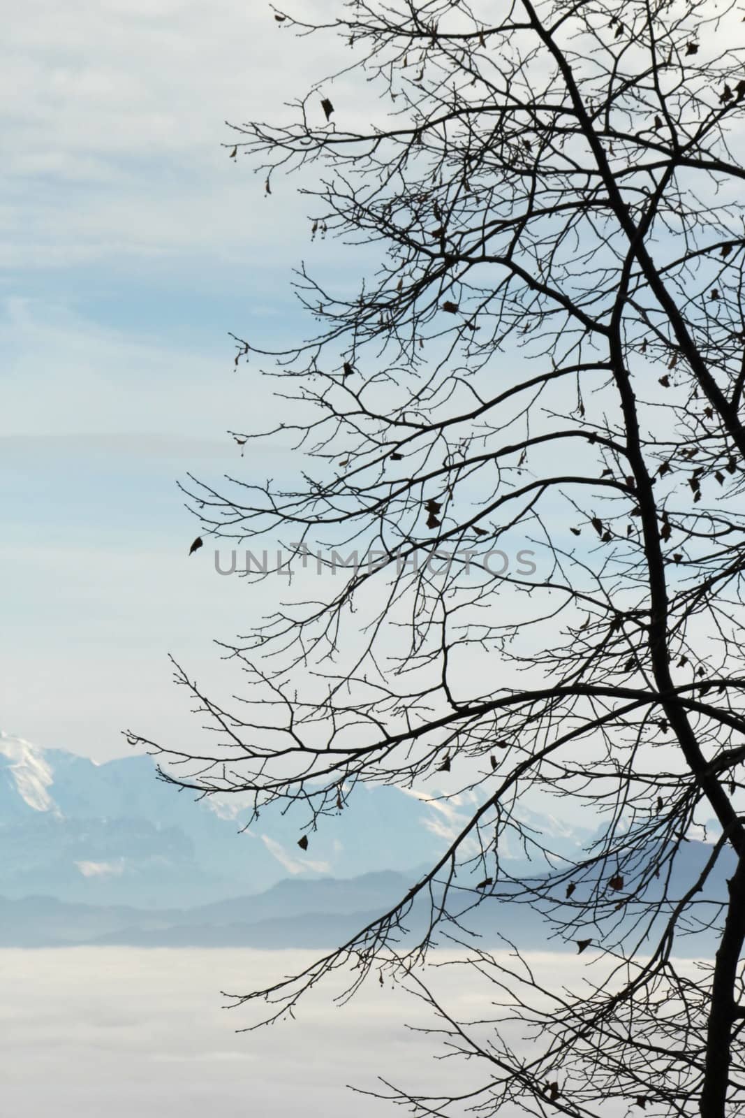 View on the Alps mountains upon the fog and behind a winter tree, Switzerland