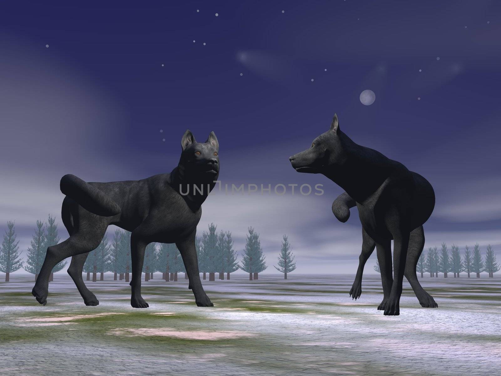 Two wolves on snow ground with woods in the background by night