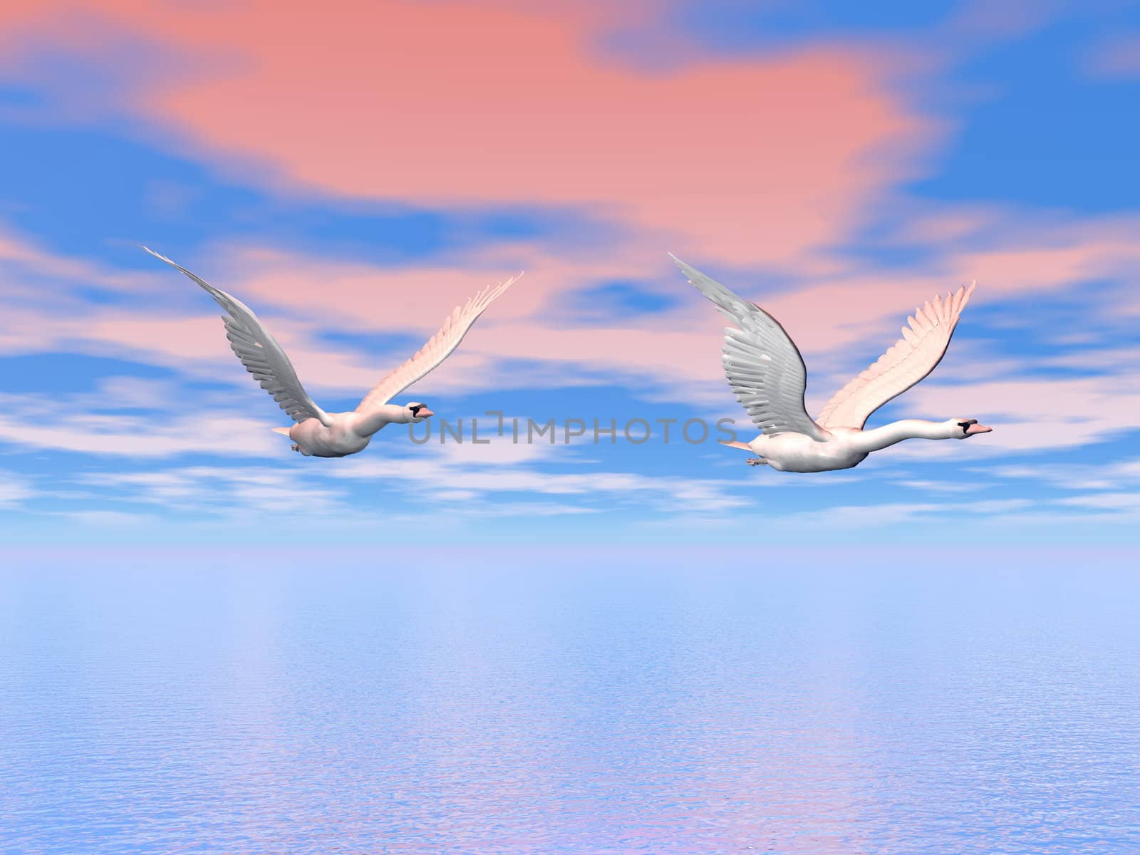 Two beautiful swans flying in colorful pink and blue sky upon the ocean