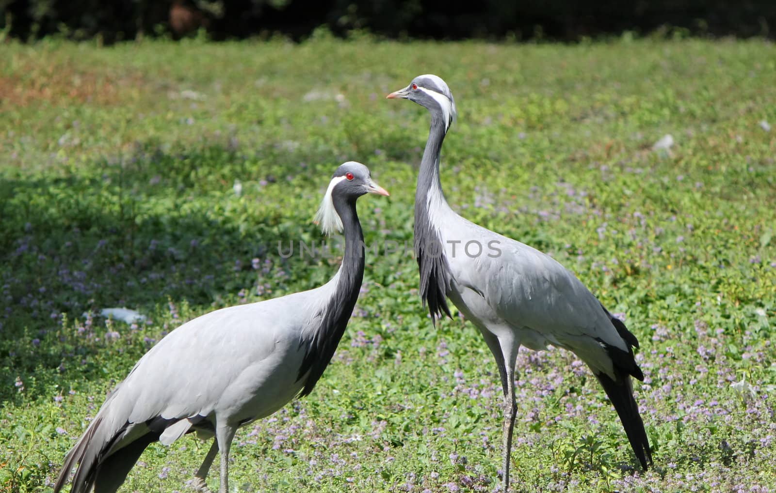 Two beautiful grey ash cranes with their red eyes standing in the green grass