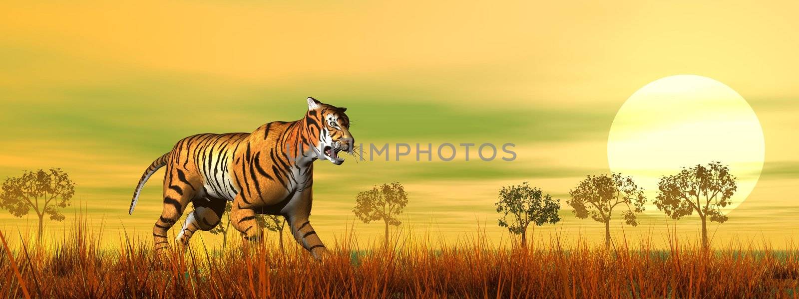 Beautiful tiger walking in the savannah by sunset