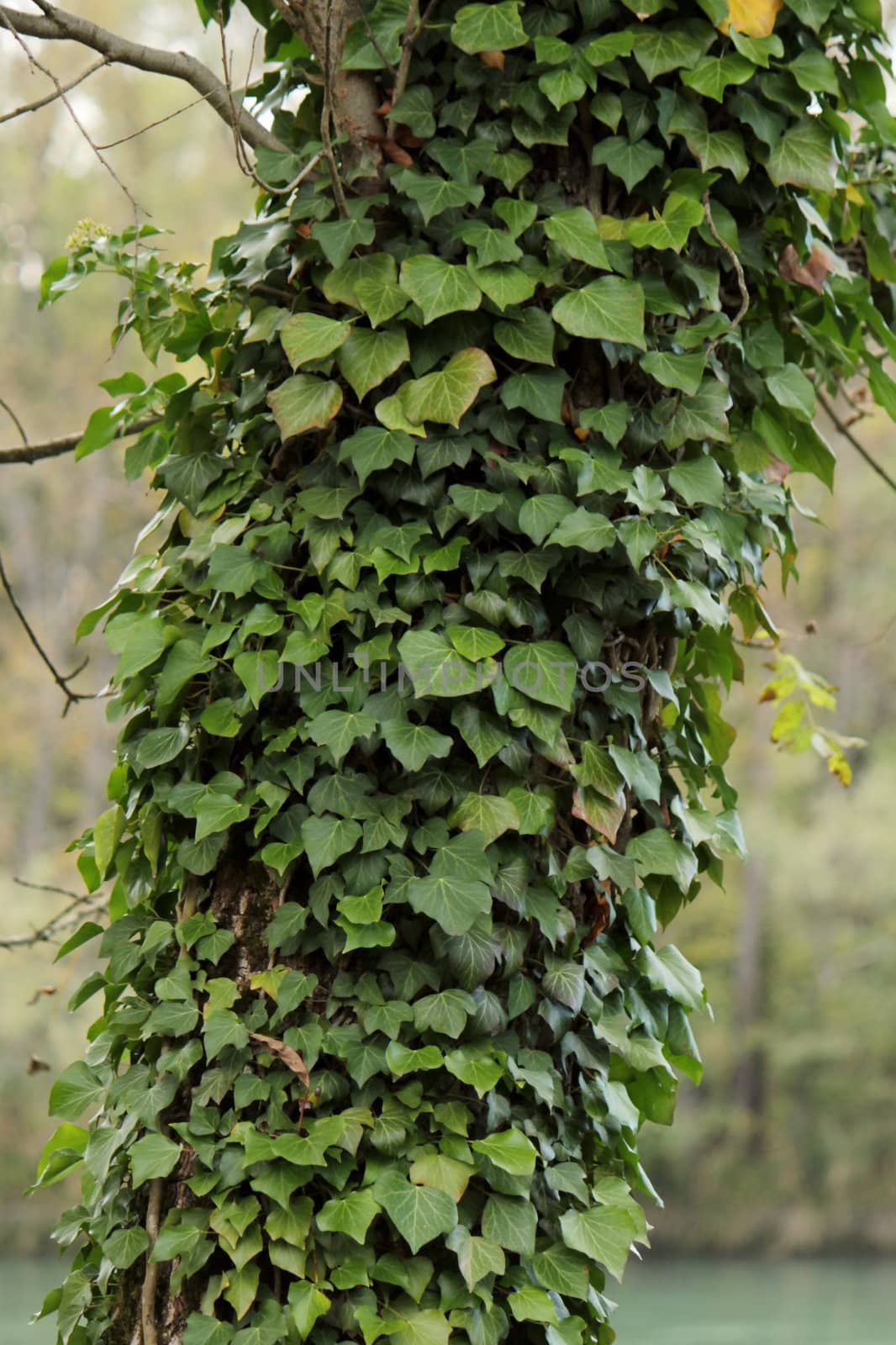 Lots of green ivy slimbing on a tree trunk