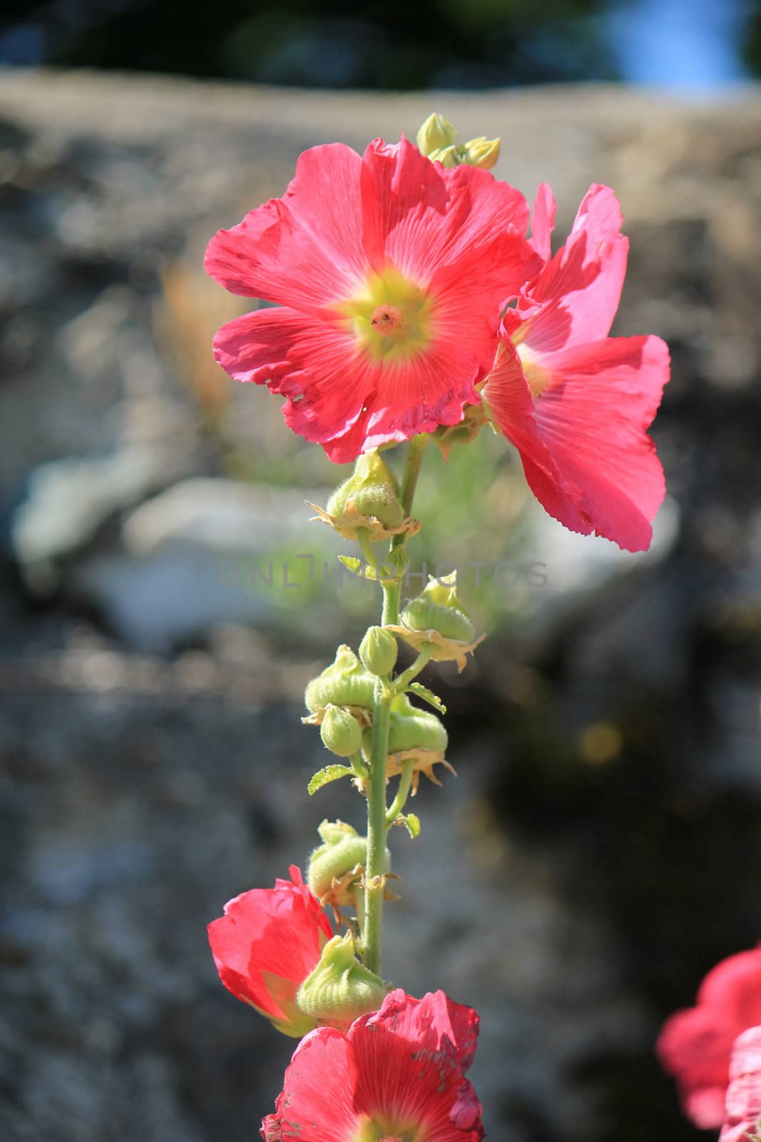 Beautiful red open hibiscus flower and buds