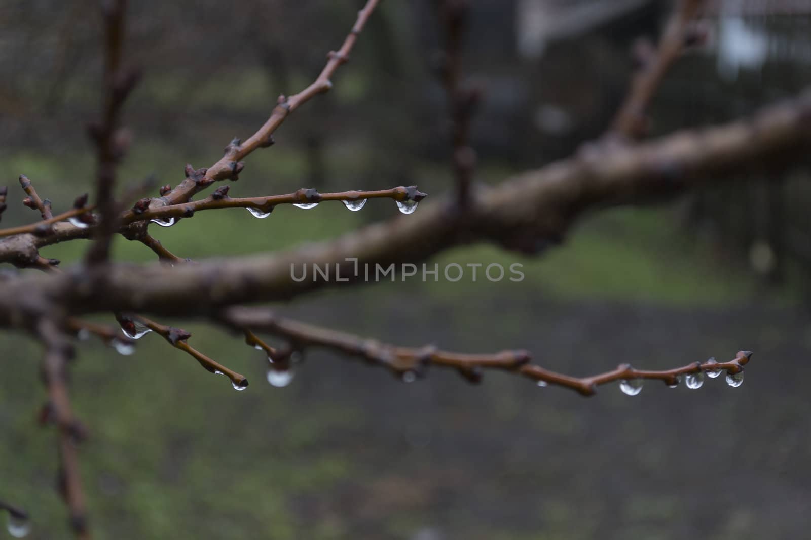 Raindrops on bare branches on a blurred background.