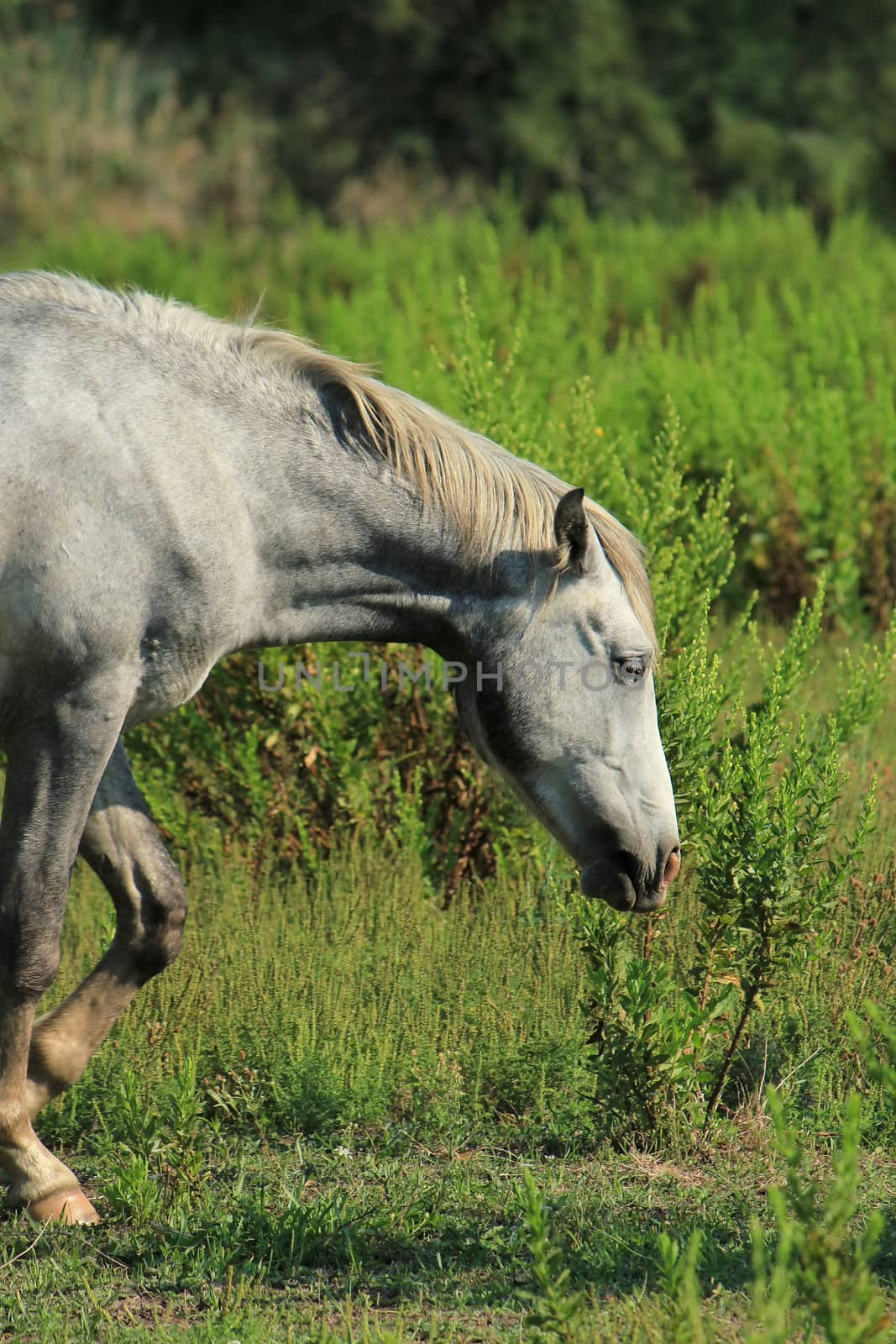 Typical camargue grey horse walking in a meadow in nature, Camargue, France